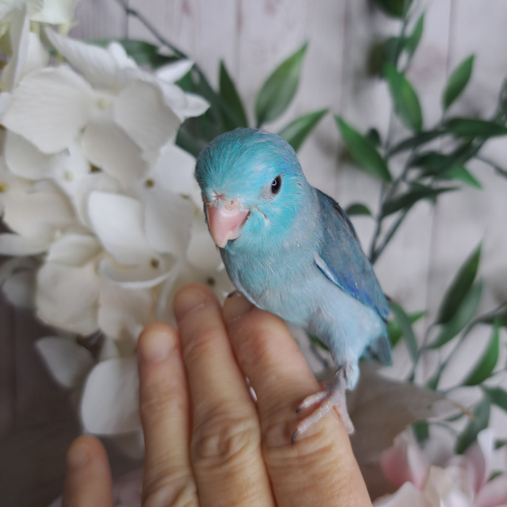 Parrotlet- Ring ID: Z7085 - DEPOSIT TAKEN