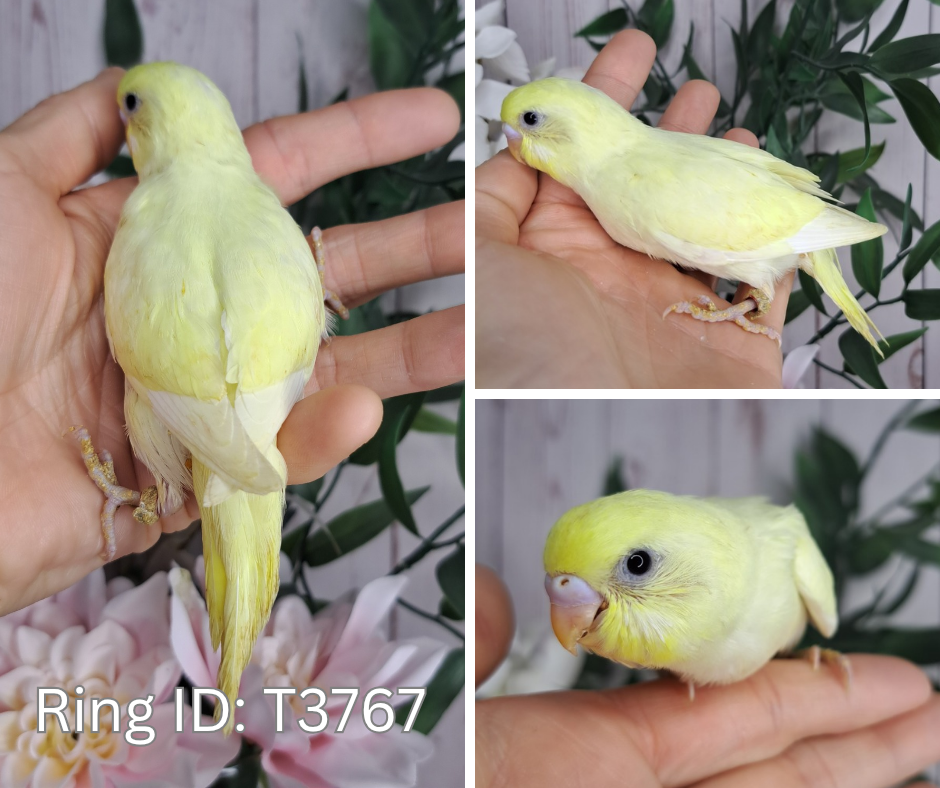 Budgie- Ring ID: T3767 - Deposit Taken