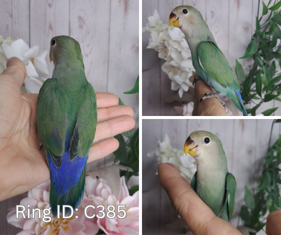 Lovebird- Ring ID: C385