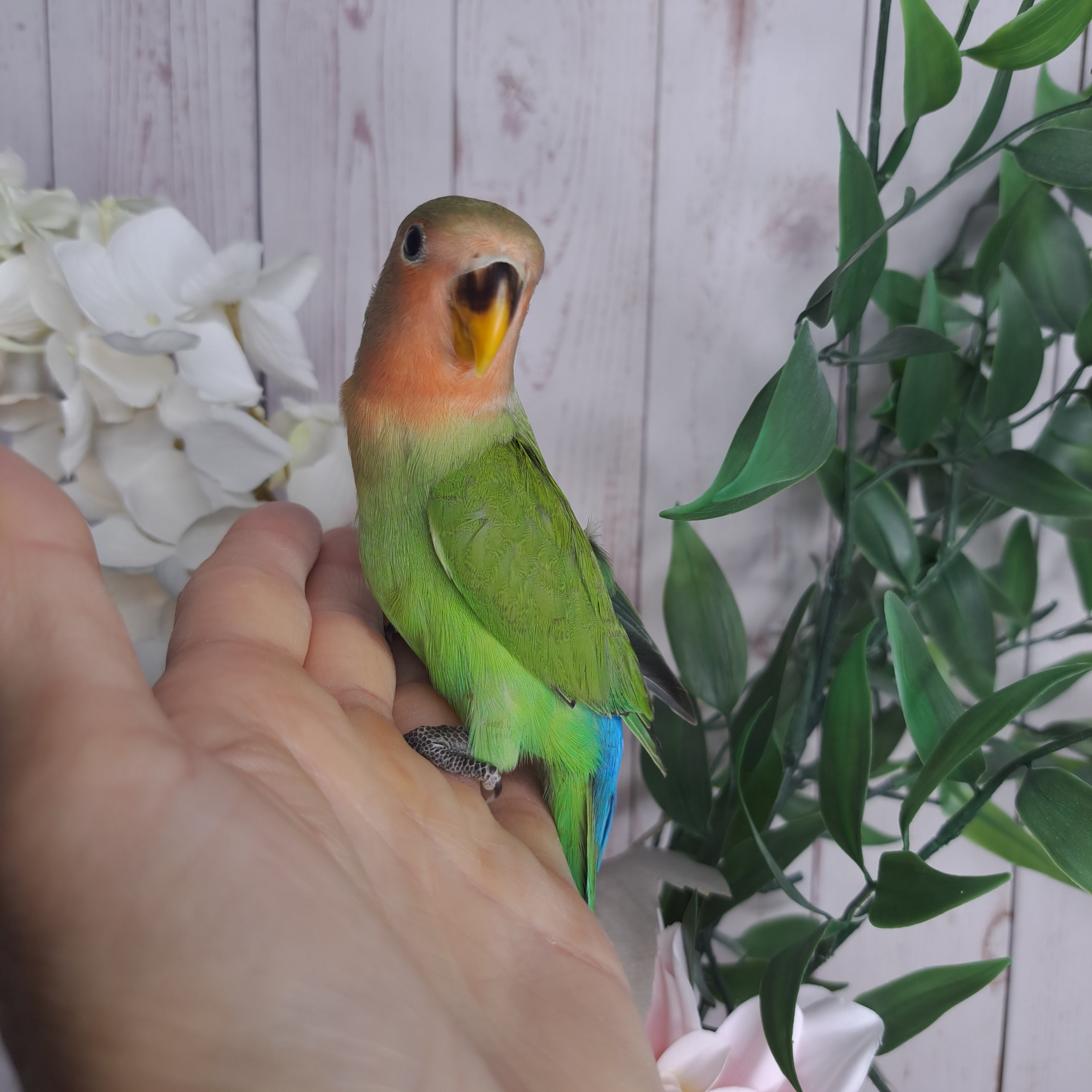 Lovebird- Ring ID: C383