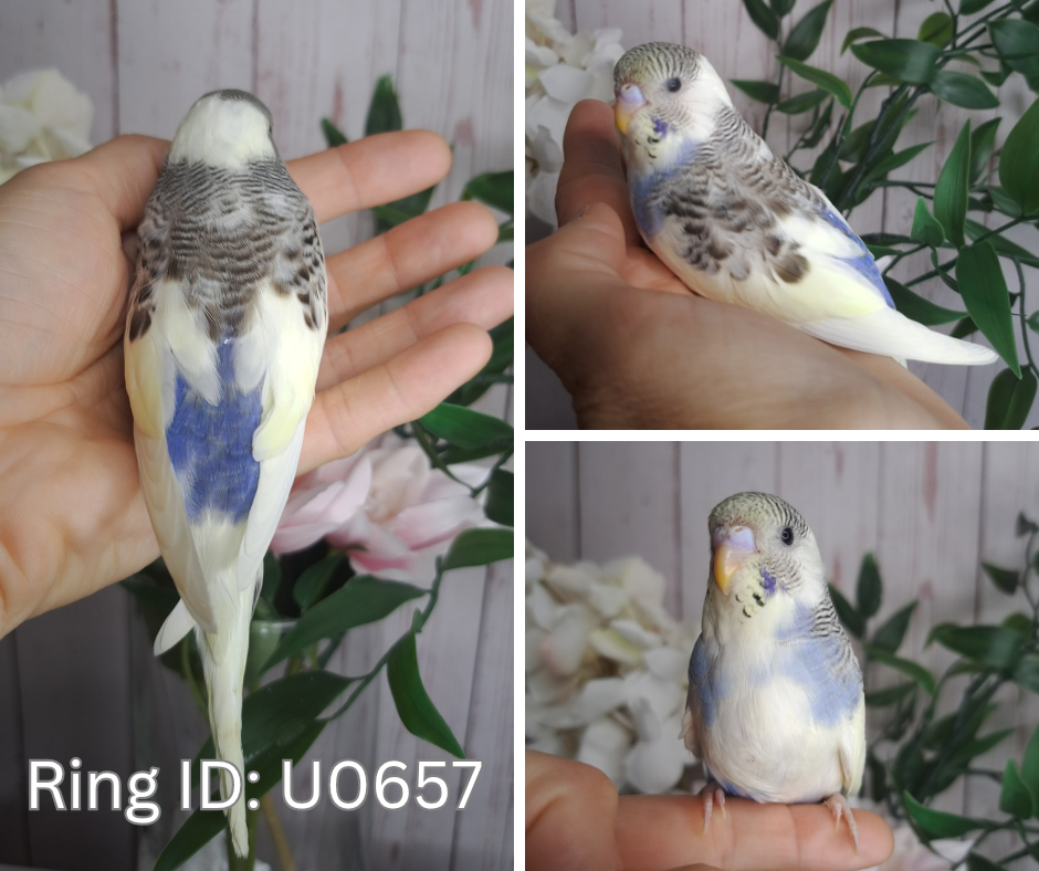 Budgie- Ring ID: U0657- DEPOSIT TAKEN