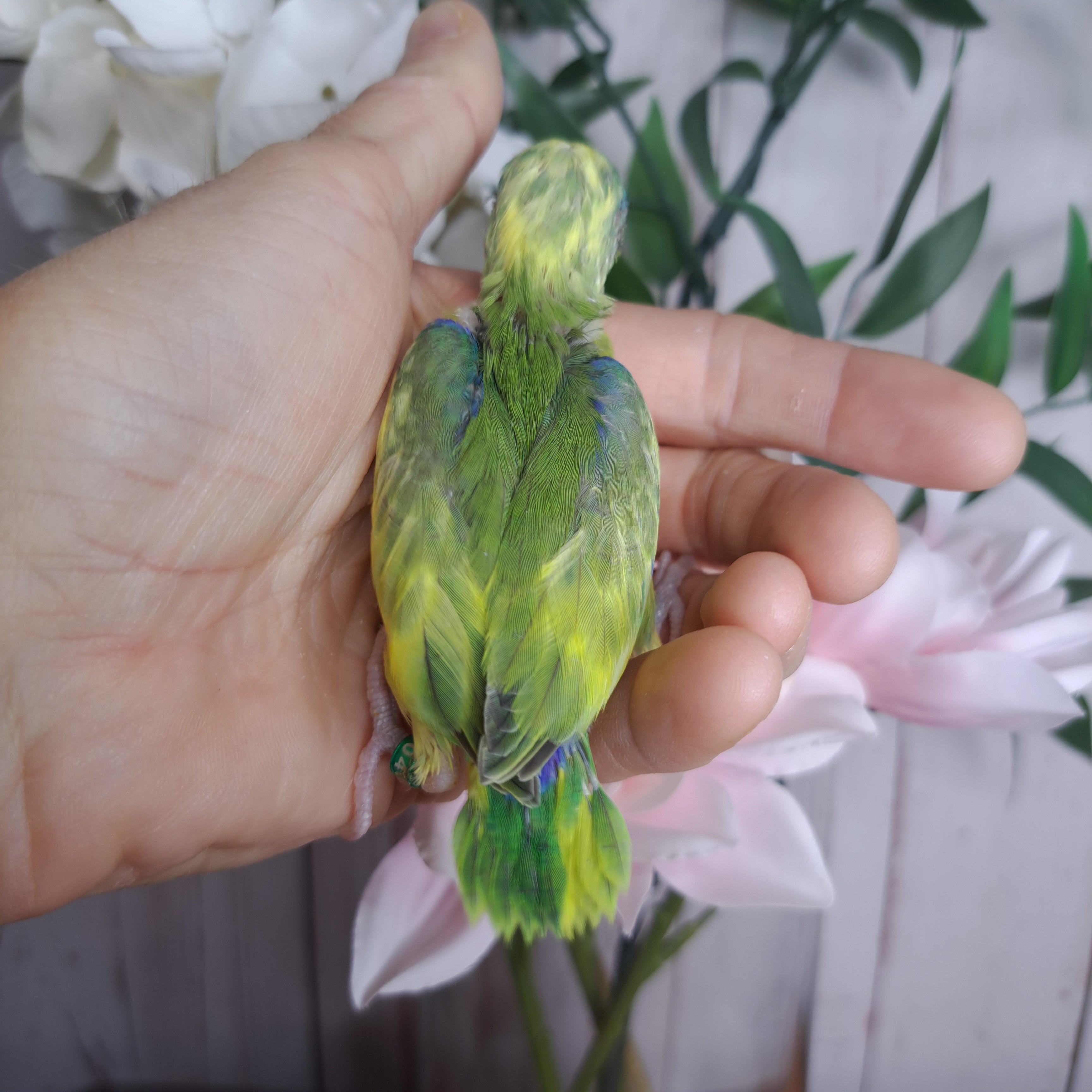 Parrotlet- Ring ID: Q0408