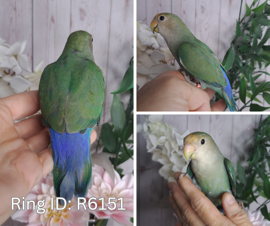 Lovebird- Ring ID: R6151