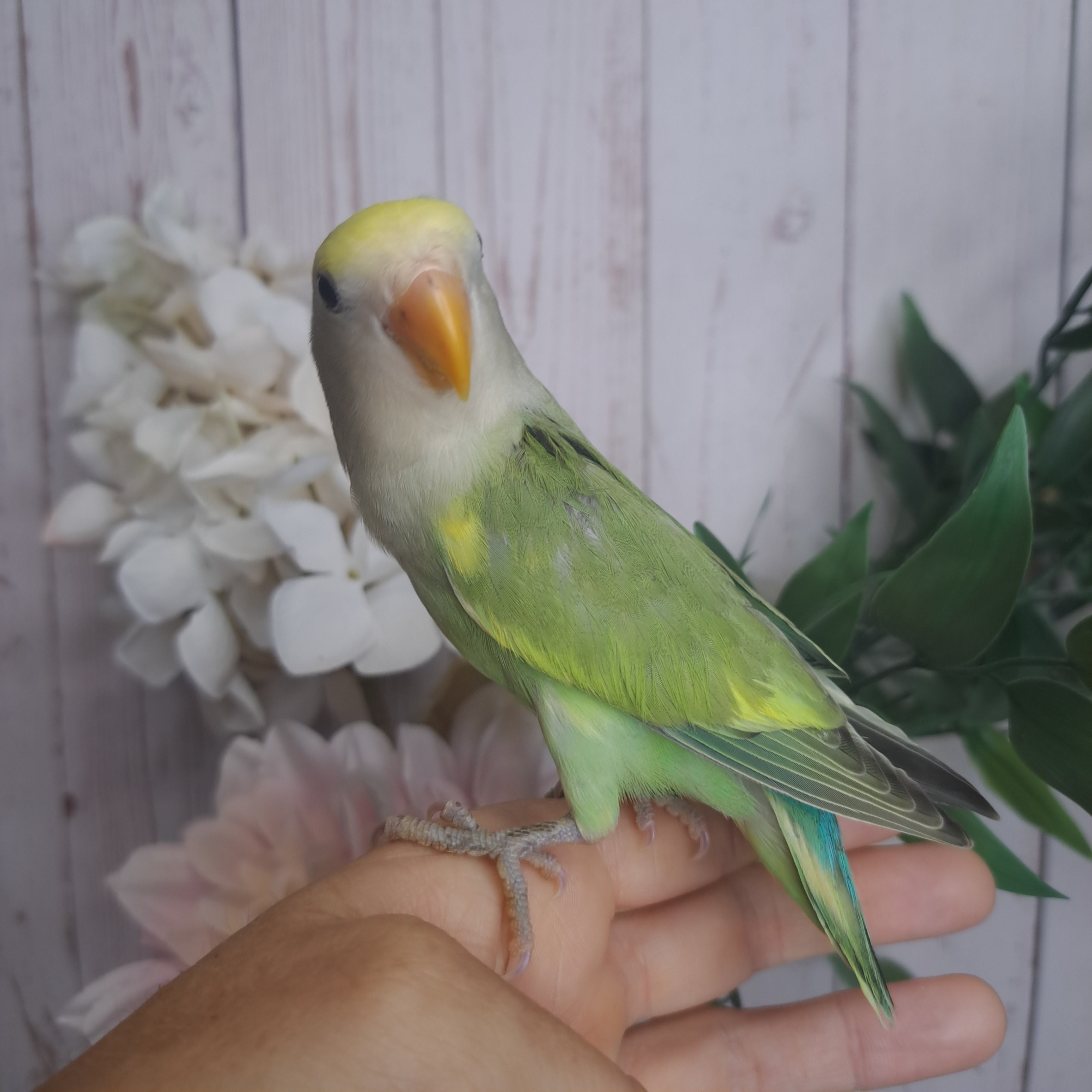 Lovebird- Ring ID: V1630