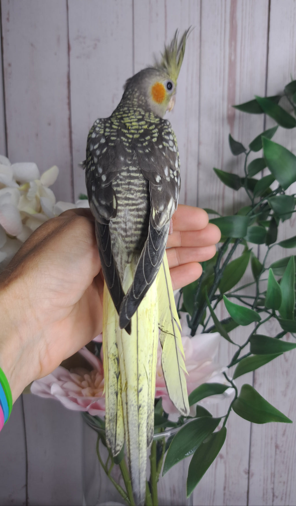 Cockatiel ID: B0550- DEPOSIT TAKEN