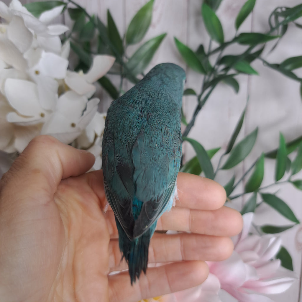 Parrotlet- Ring ID: Z5031
