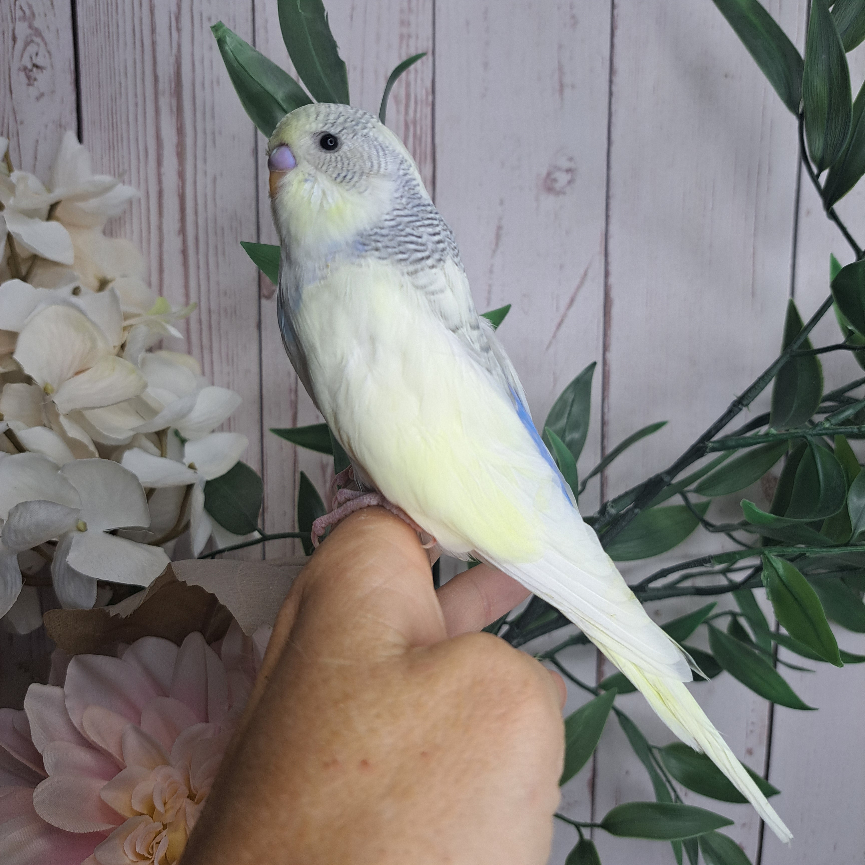 Budgie- Ring ID: V6581