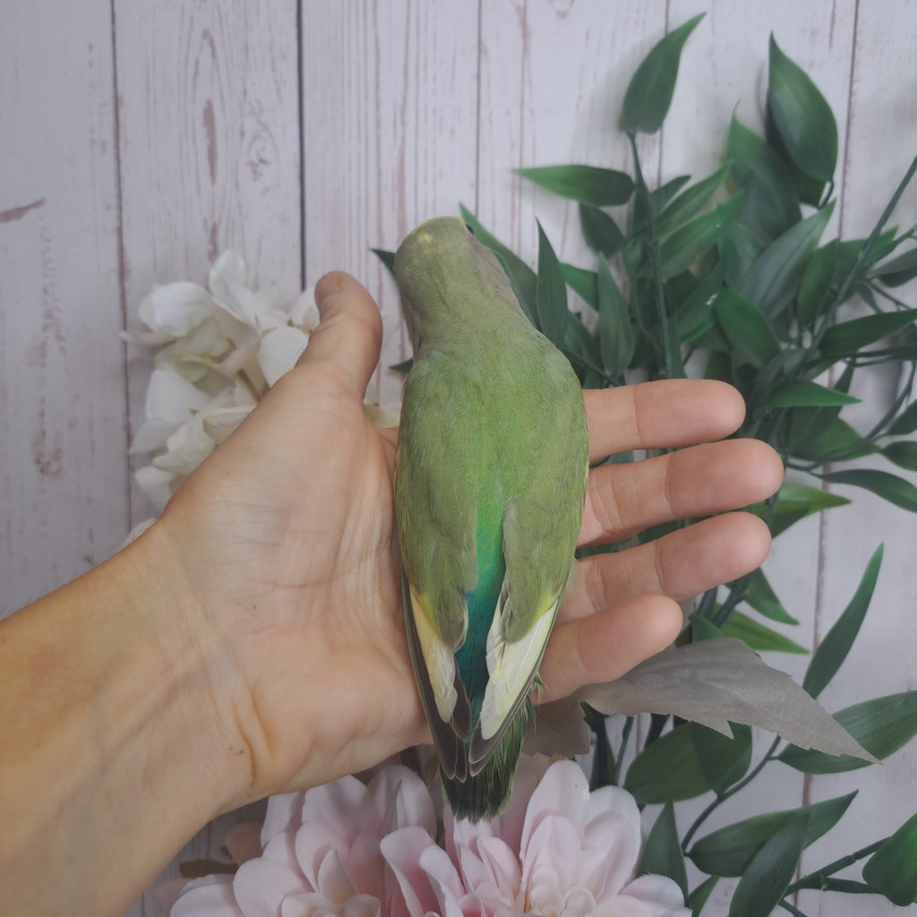 Lovebird- Ring ID: U7030