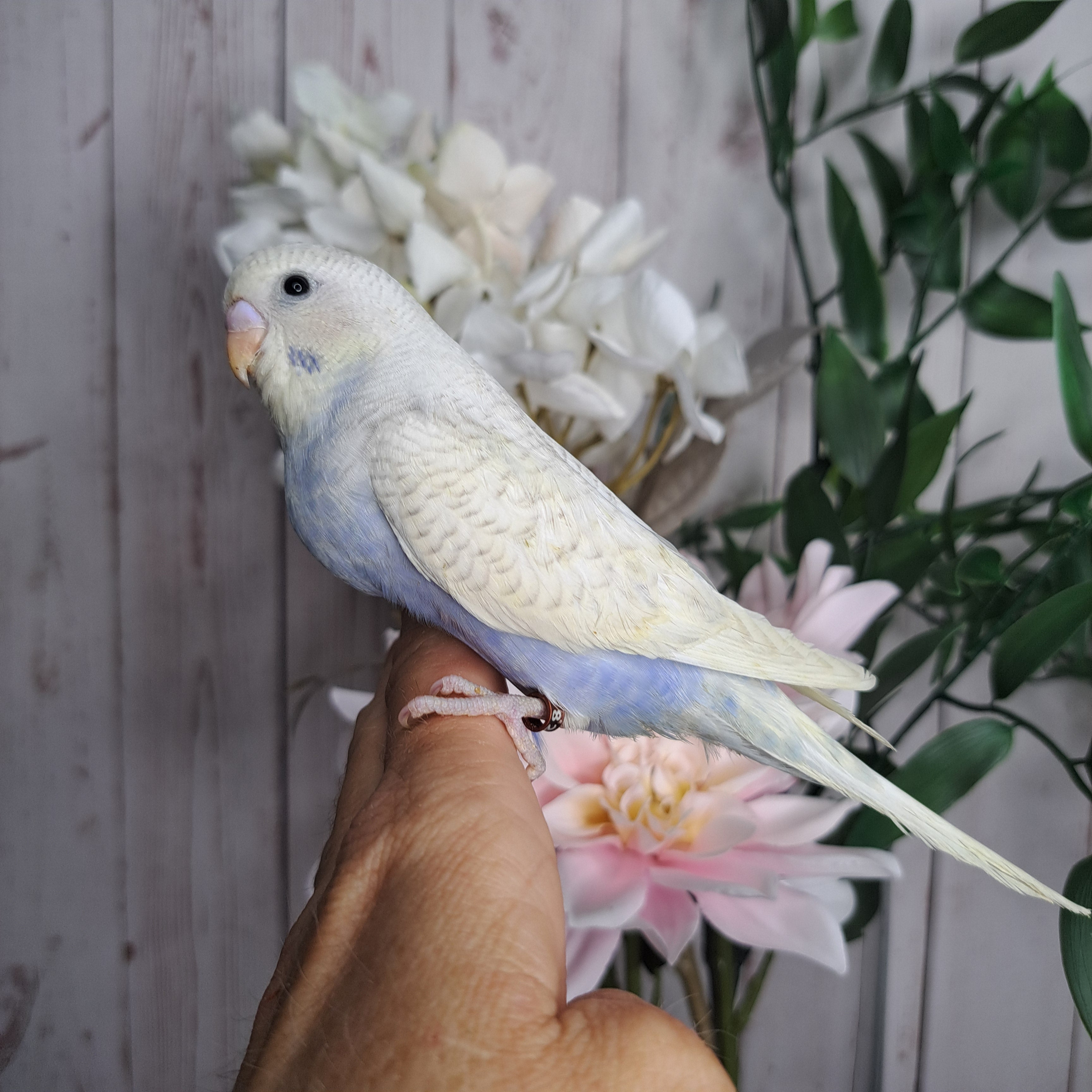 Budgie- Ring ID: Q8201