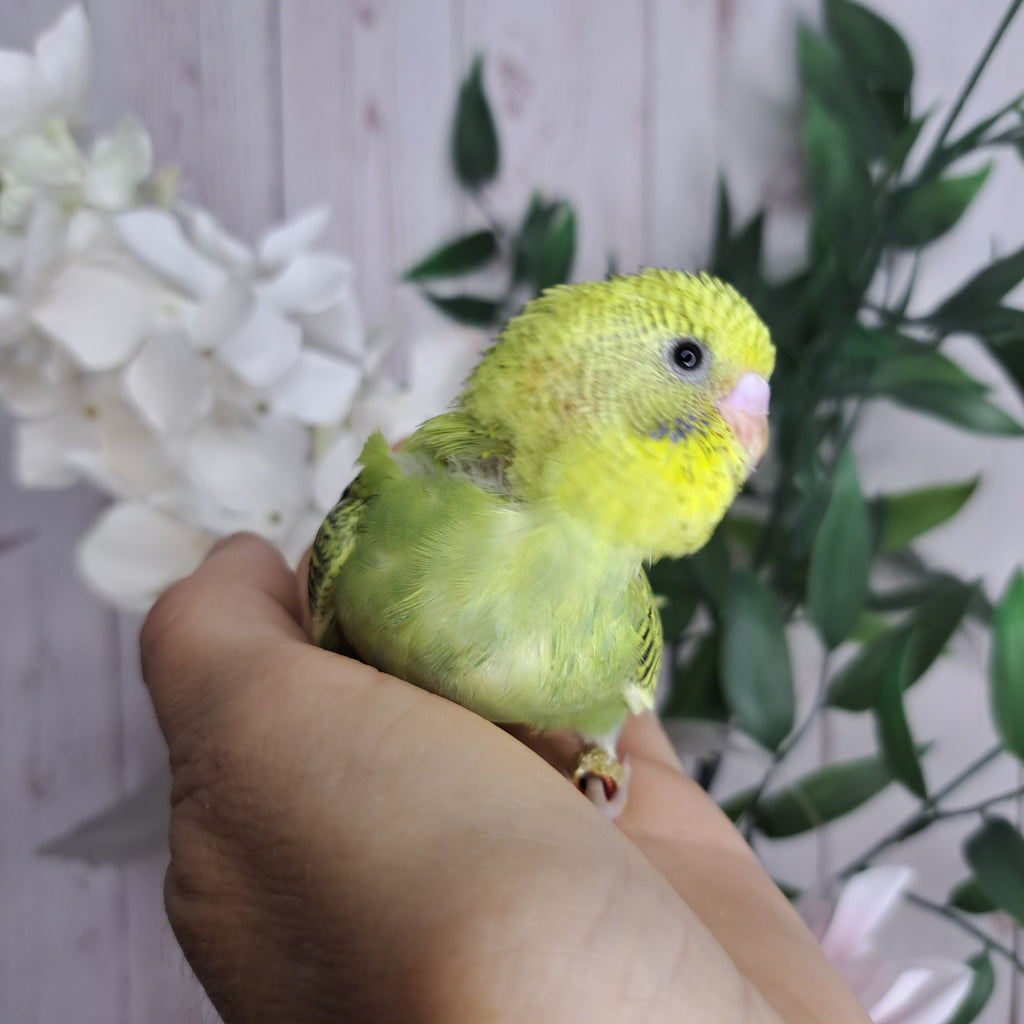Budgie- Ring ID: N8804
