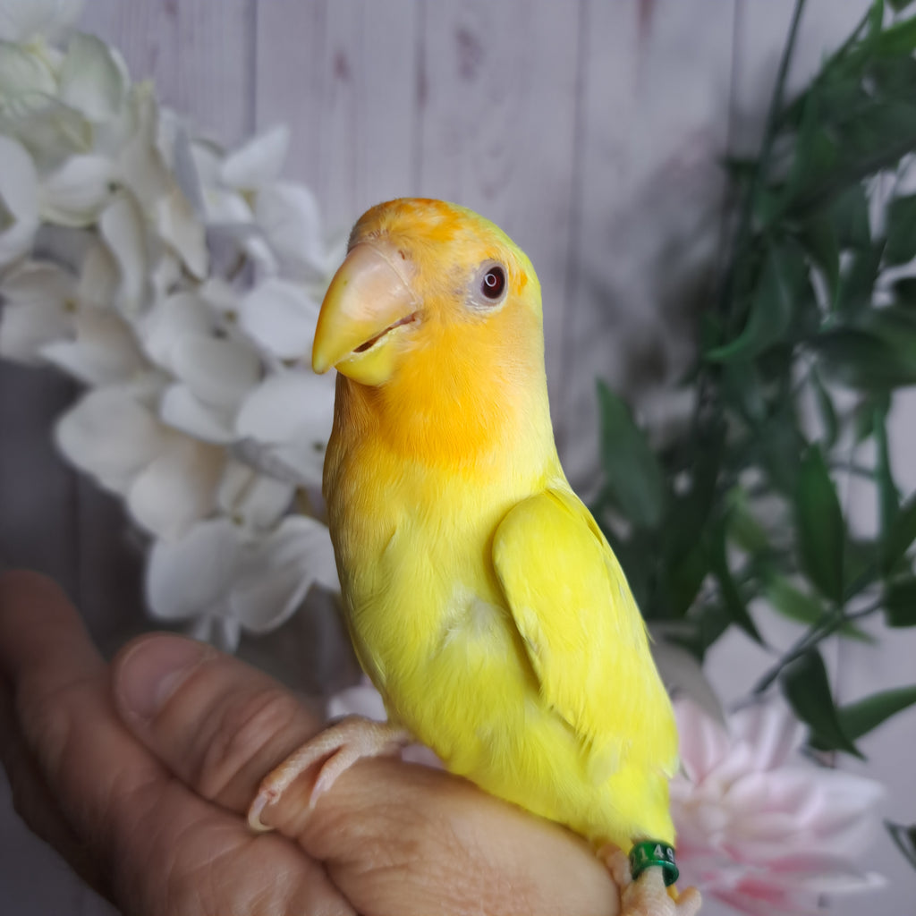 Lovebird- Ring ID: V2149