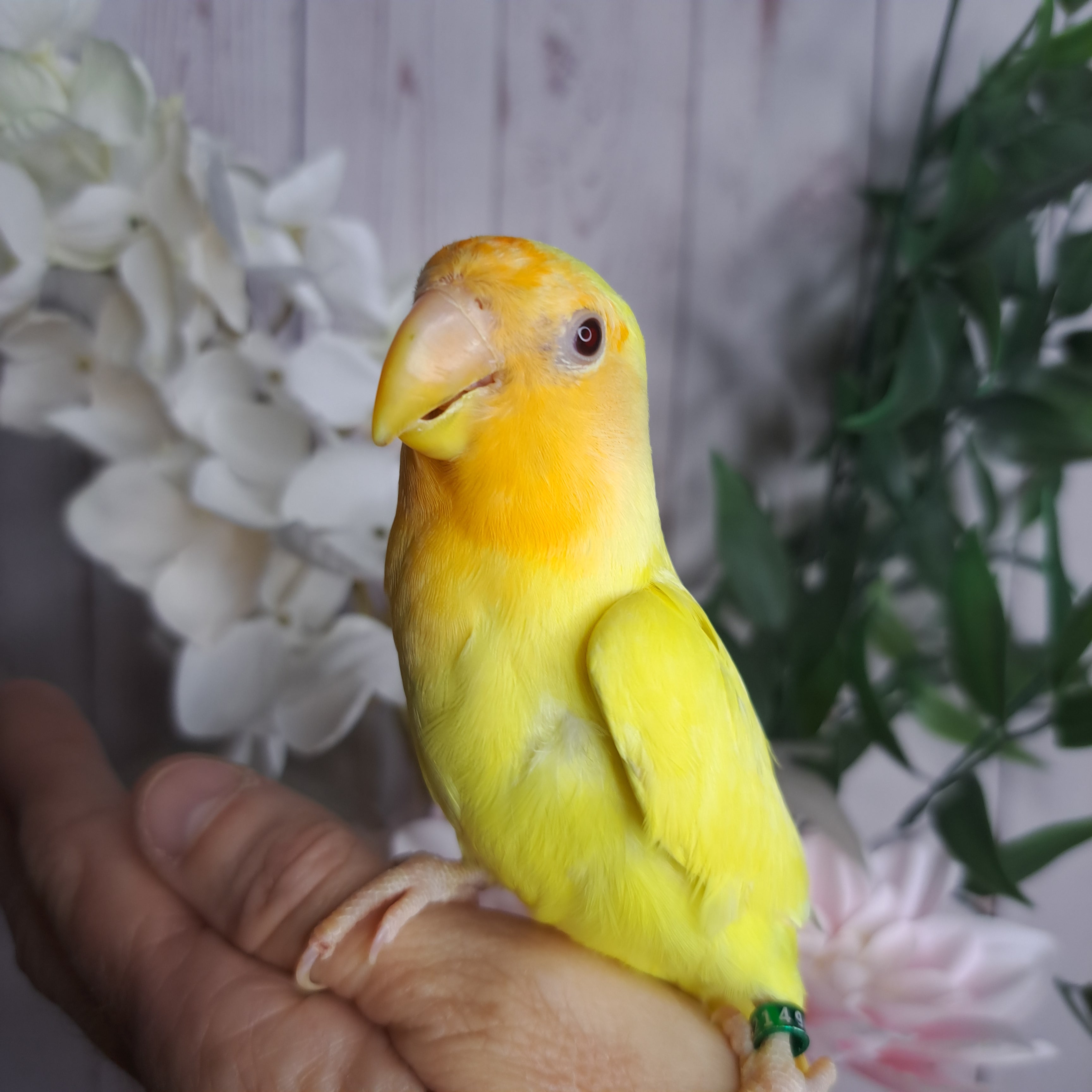 Lovebird- Ring ID: V2149