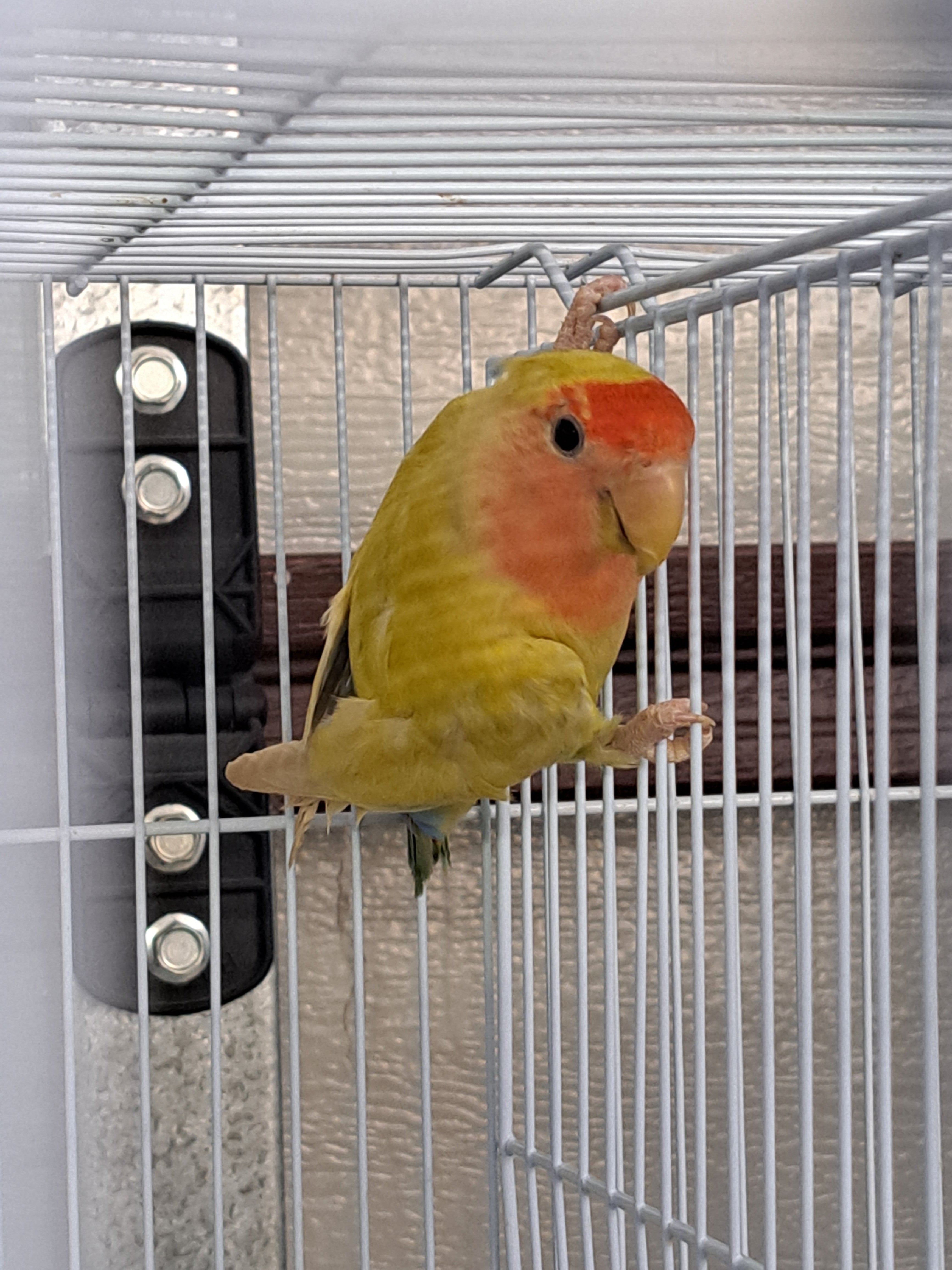 Peachface Lovebird- Ring ID: P1185