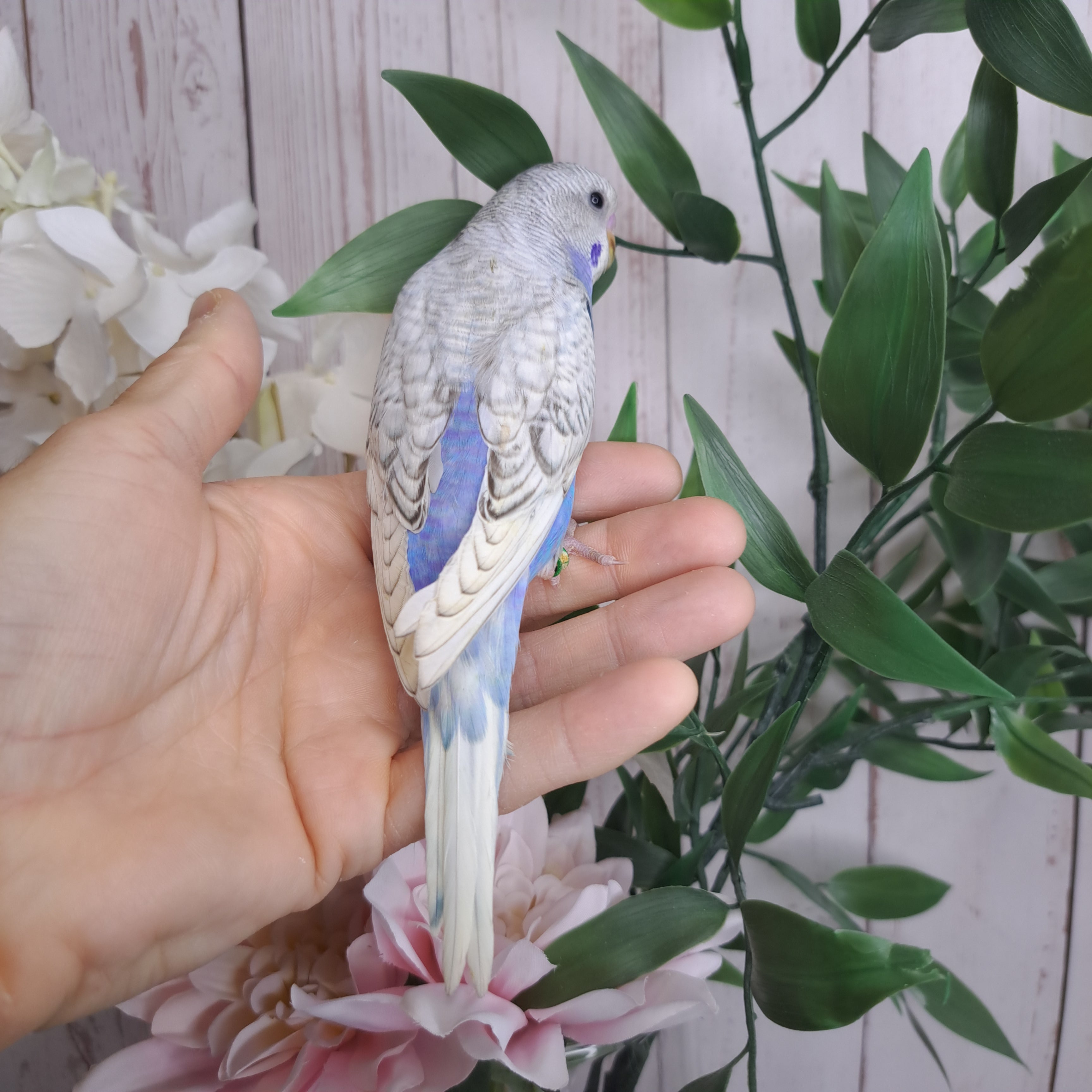 Budgie- Ring ID: X7765- DEPOSIT TAKEN