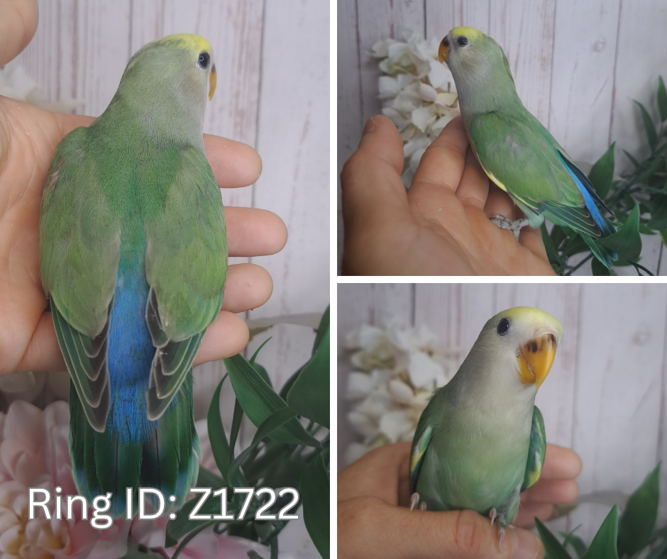 Lovebird- Ring ID: Z1722