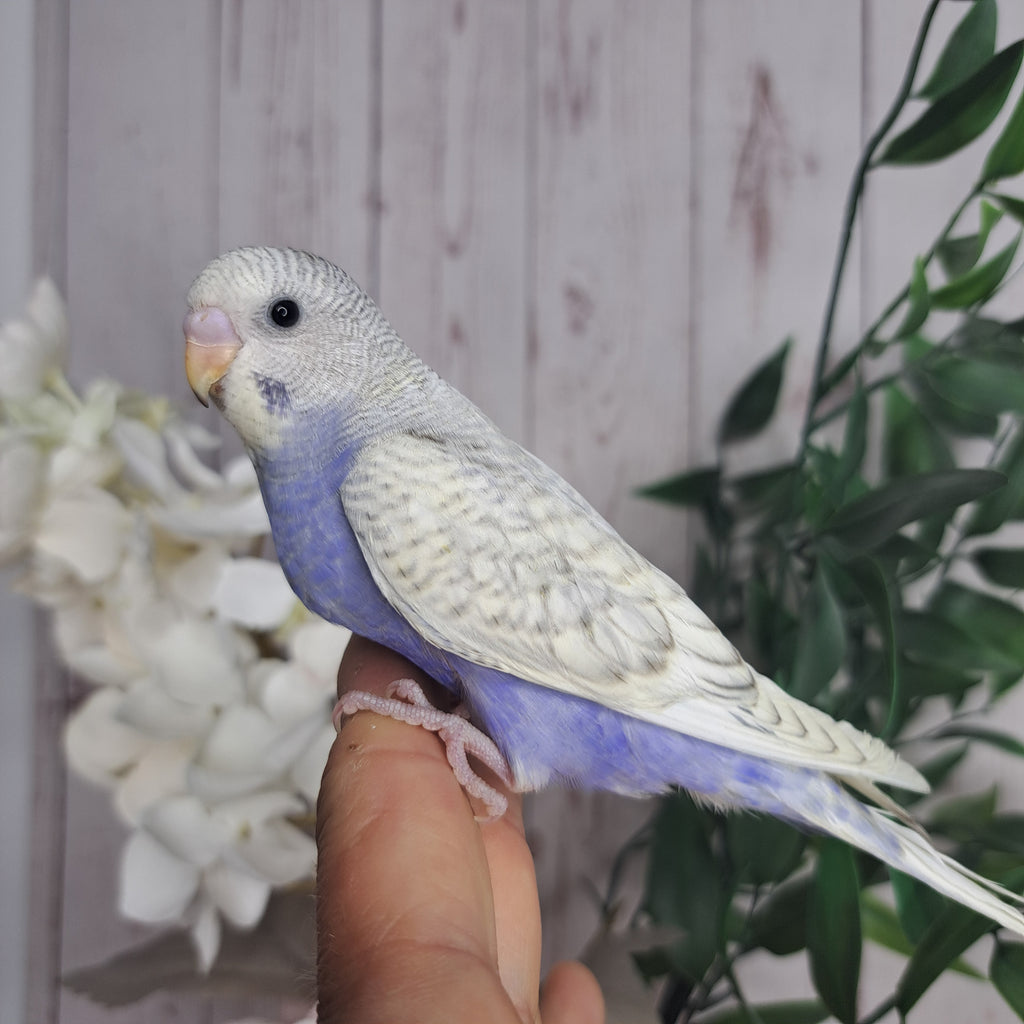 Budgie- Ring ID: Q7010- DEPOSIT TAKEN