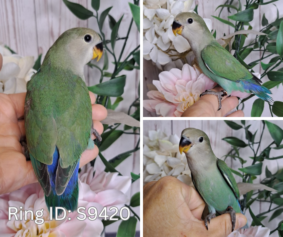 Lovebird- Ring ID: S9420