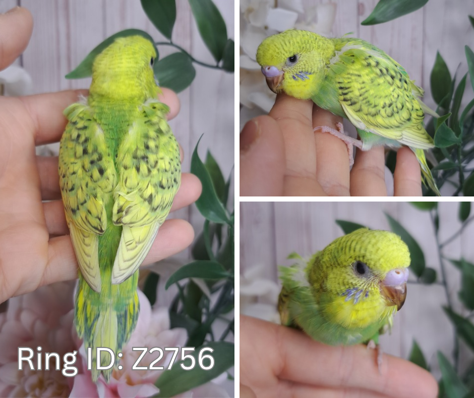Budgie- Ring ID: Z2756