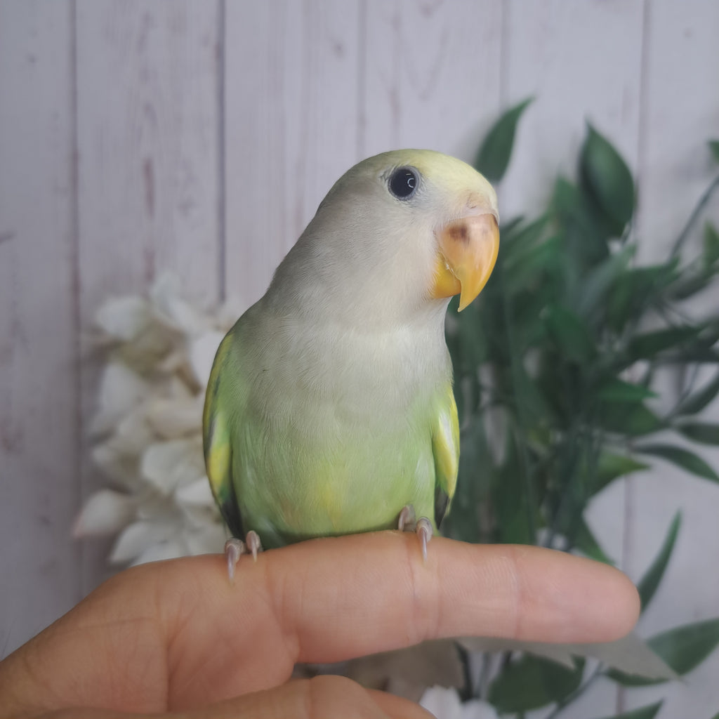 Lovebird- Ring ID: U7030
