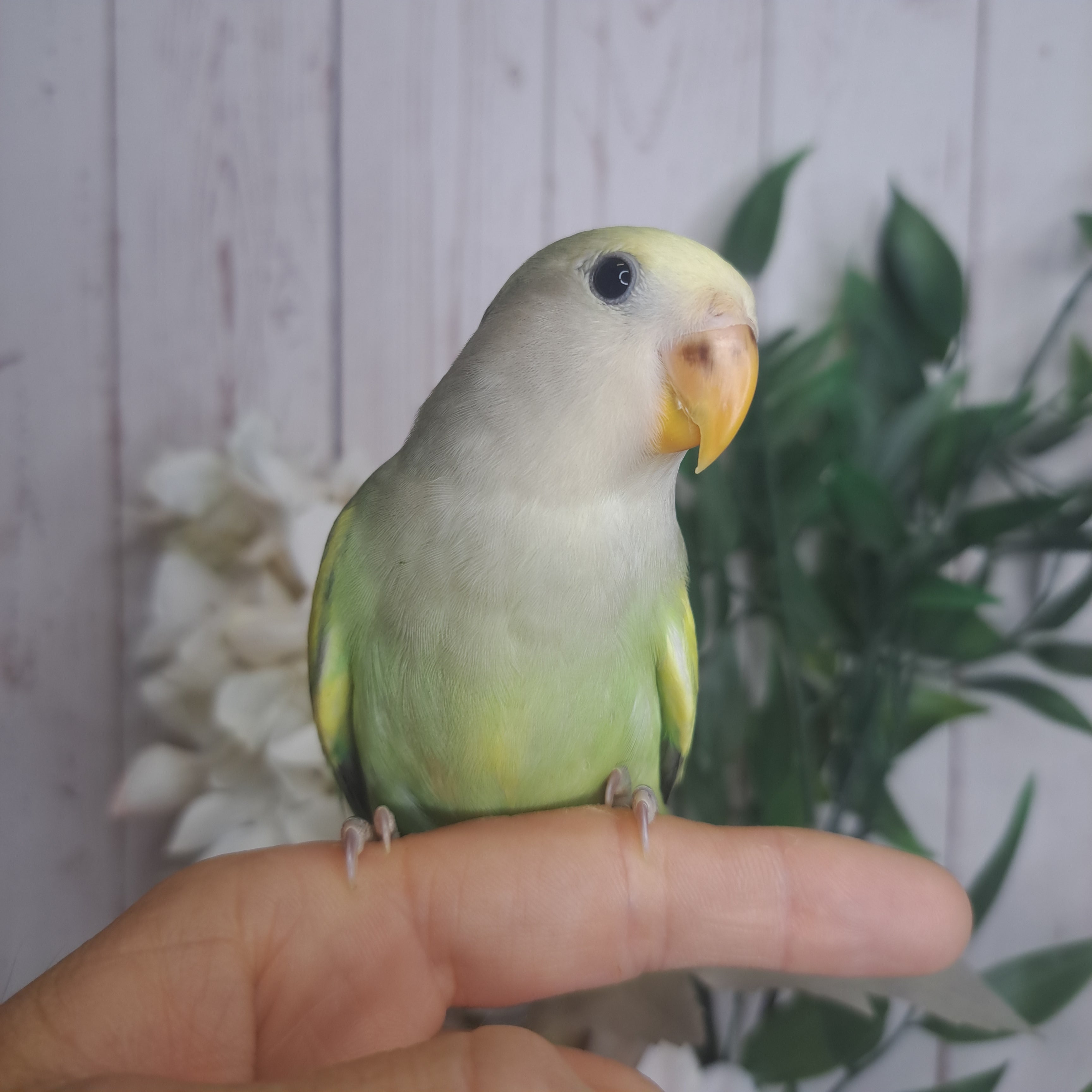 Lovebird- Ring ID: U7030