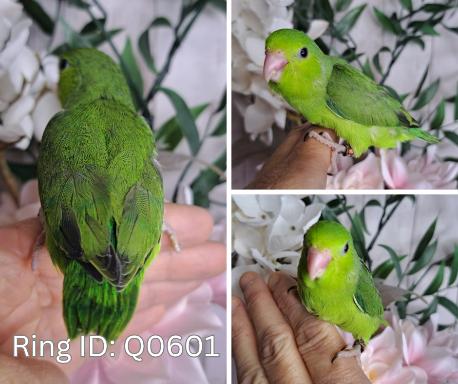 Parrotlet- Ring ID: Q0601