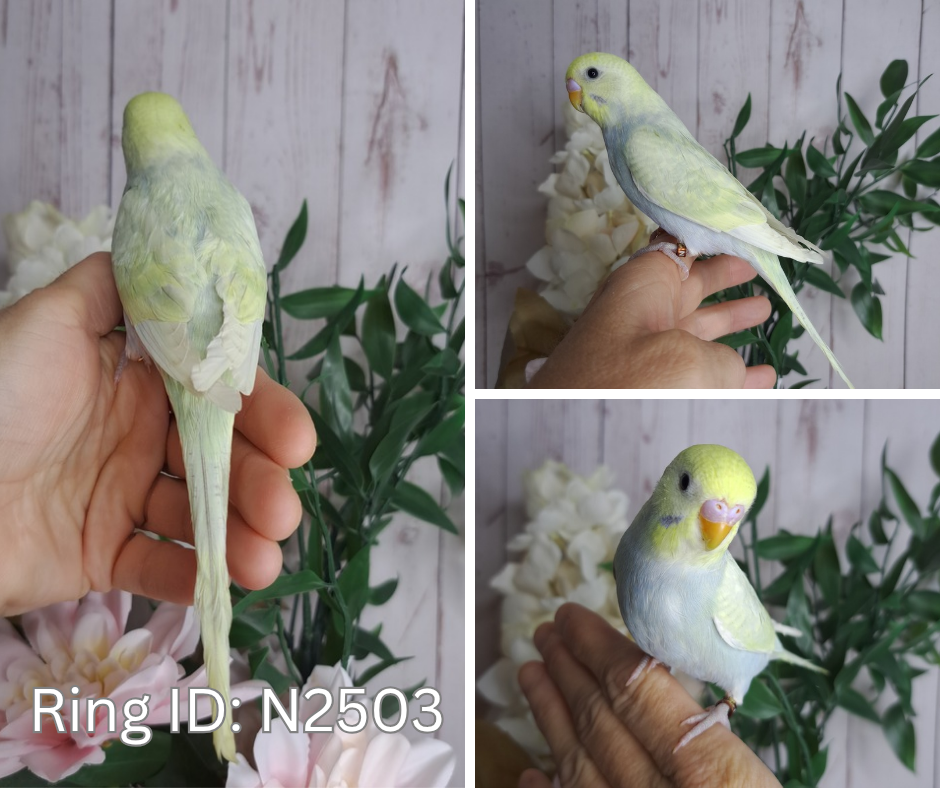 Budgie- Ring ID: N2503