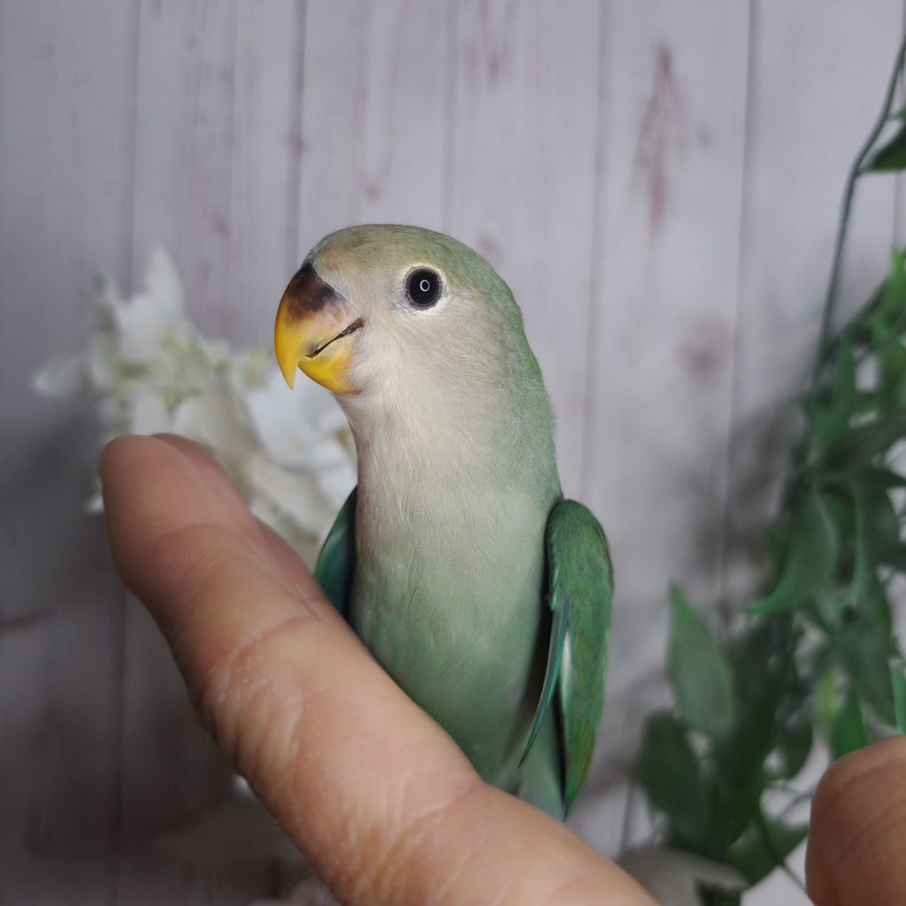 Lovebird- Ring ID: C385