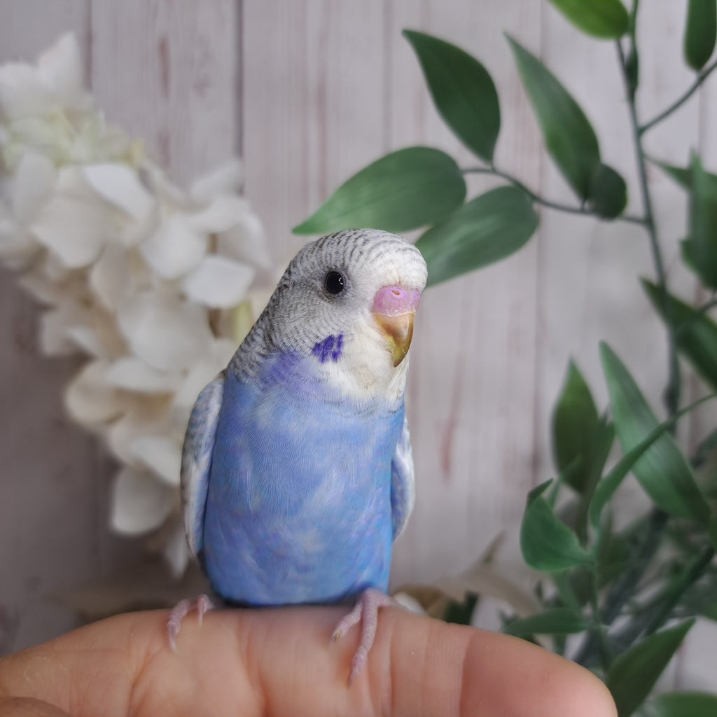 Budgie- Ring ID: X7765- DEPOSIT TAKEN