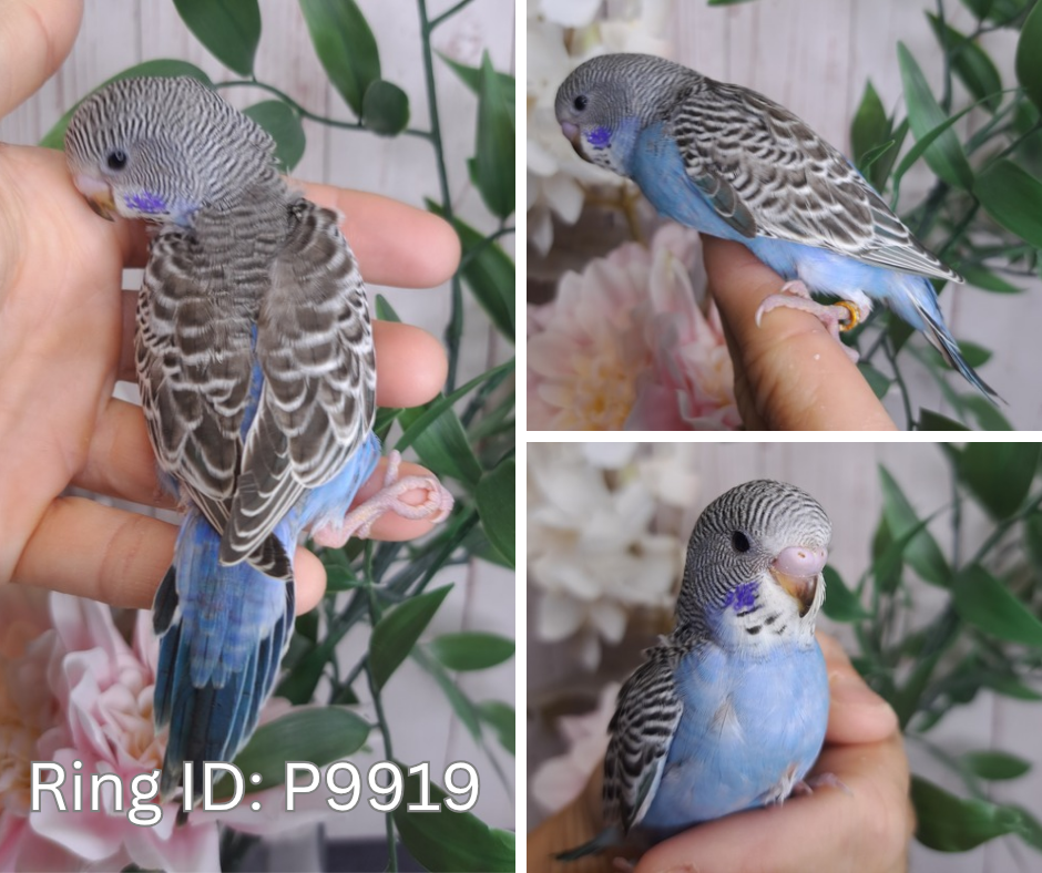 Budgie- Ring ID: P9919- DEPOSIT TAKEN