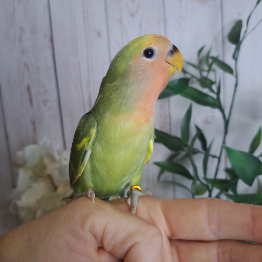 Lovebird- Ring ID: U7586