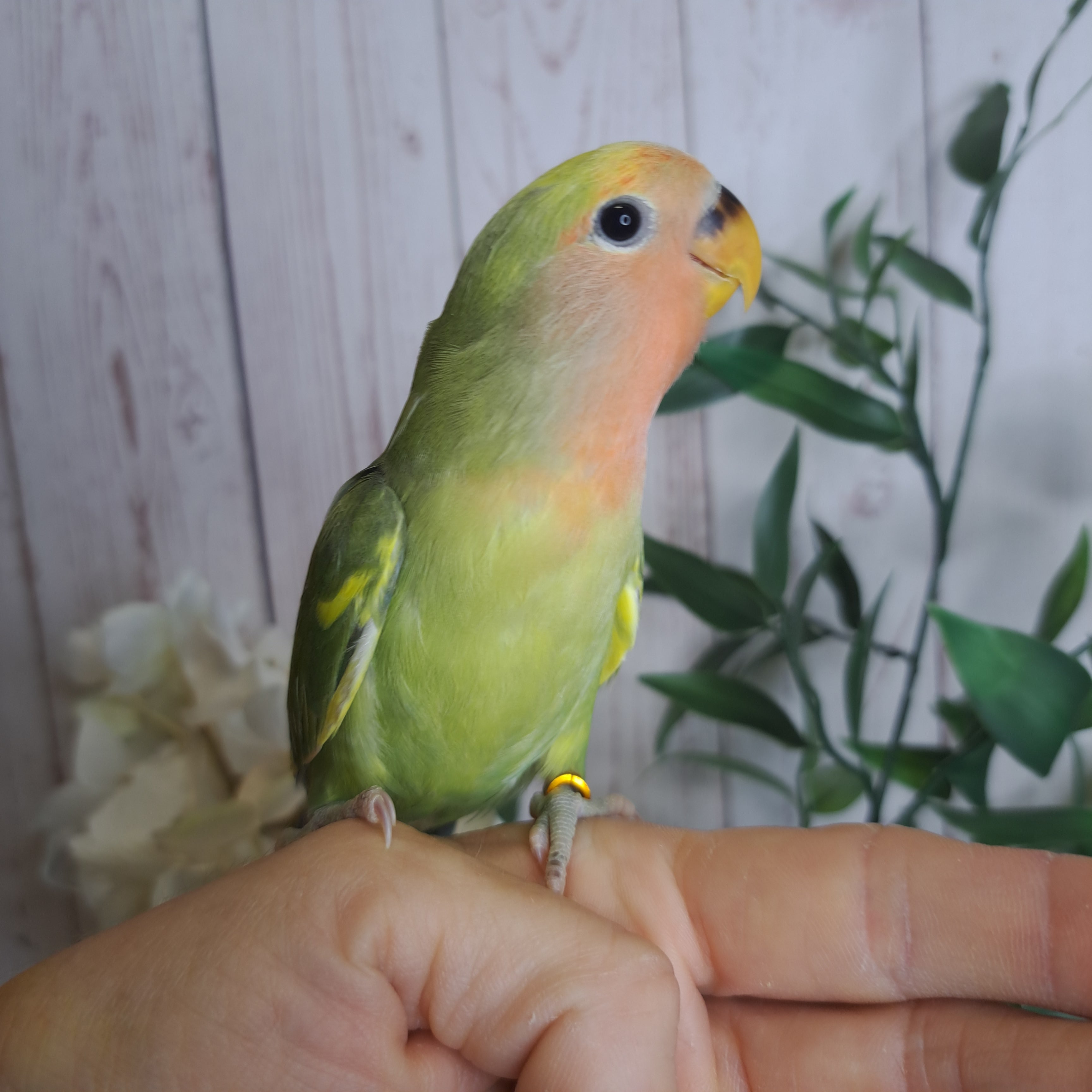 Lovebird- Ring ID: U7586