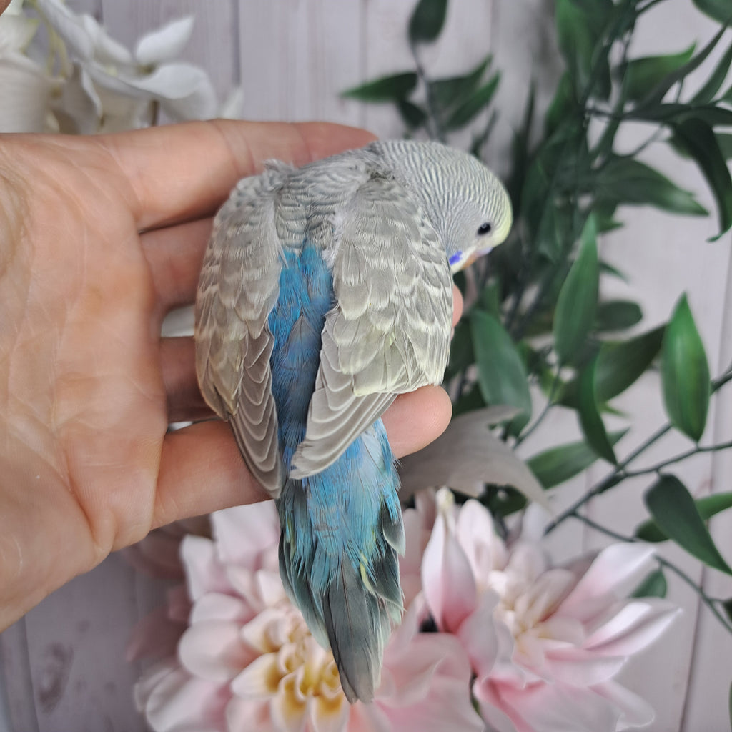 Budgie- Ring ID: E0832-reserved