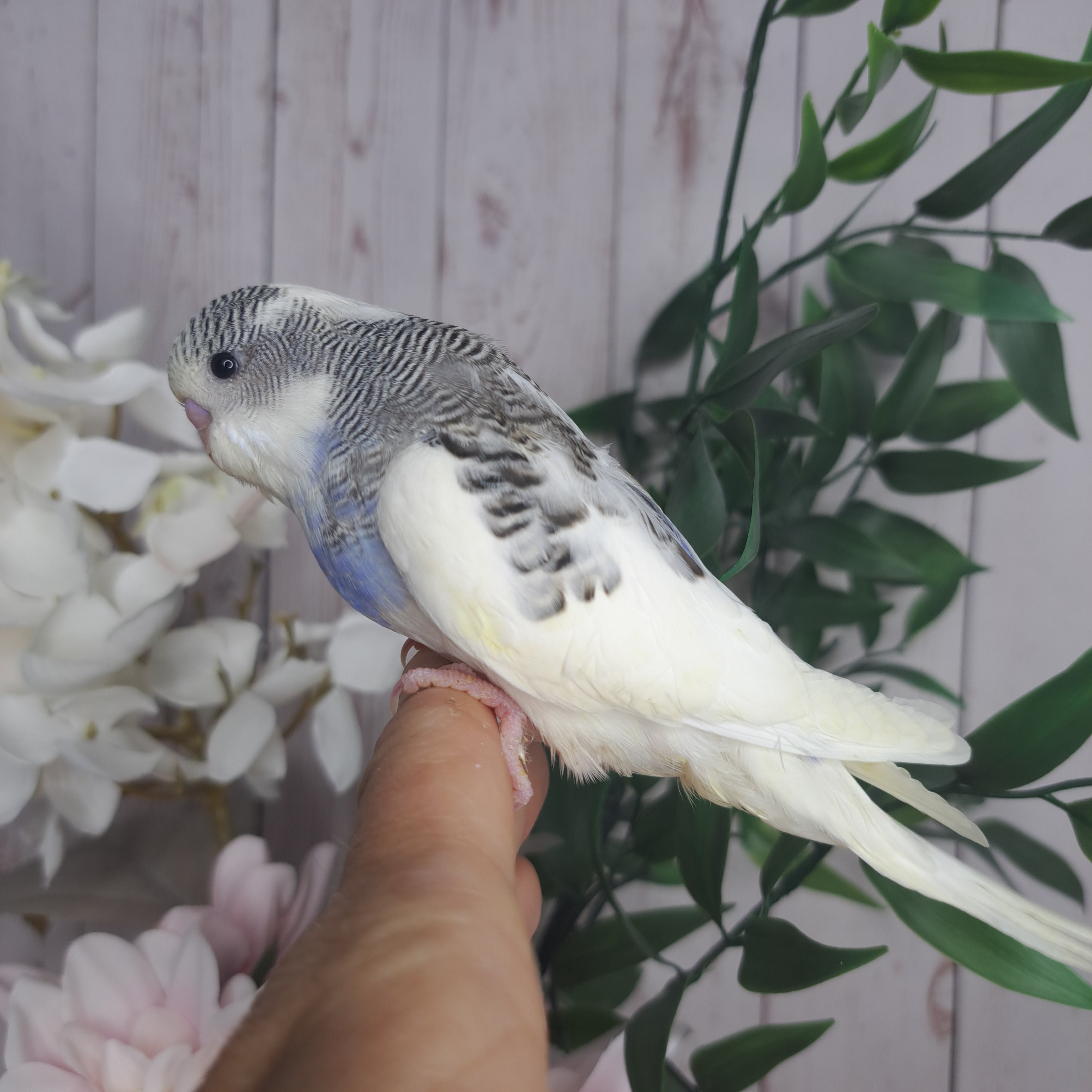 Budgie- Ring ID: Z6827- DEPOSIT TAKEN