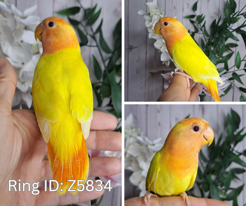 Lovebird- Ring ID: Z5834