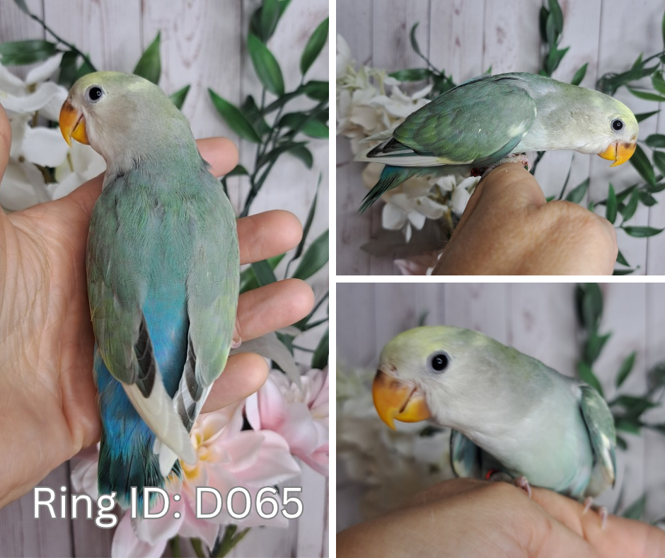Lovebird- Ring ID: D065