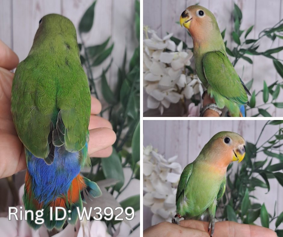 Lovebird- Ring ID: W3929