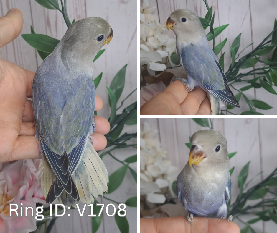 Lovebird- Ring ID: V1708