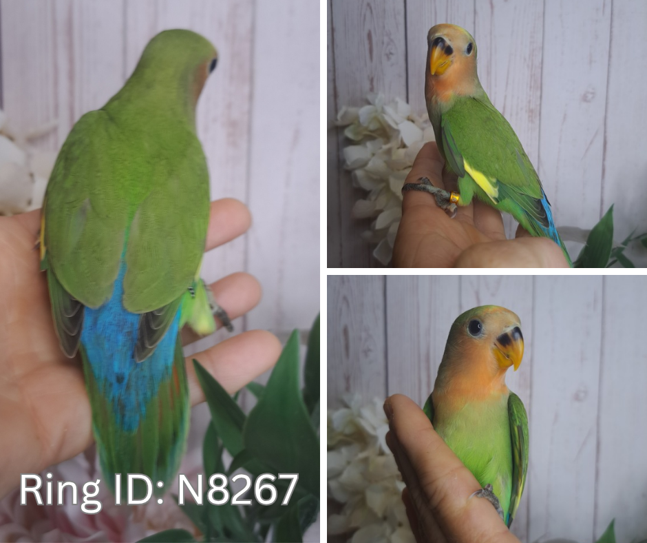 Lovebird- Ring ID: N8267