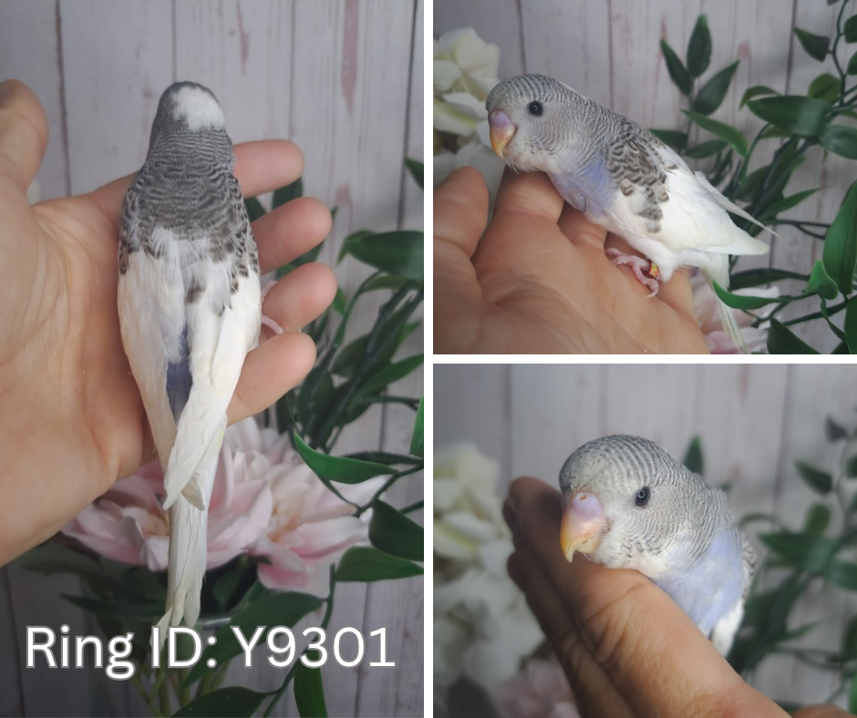 Budgie- Ring ID: Y9301- DEPOSIT TAKEN