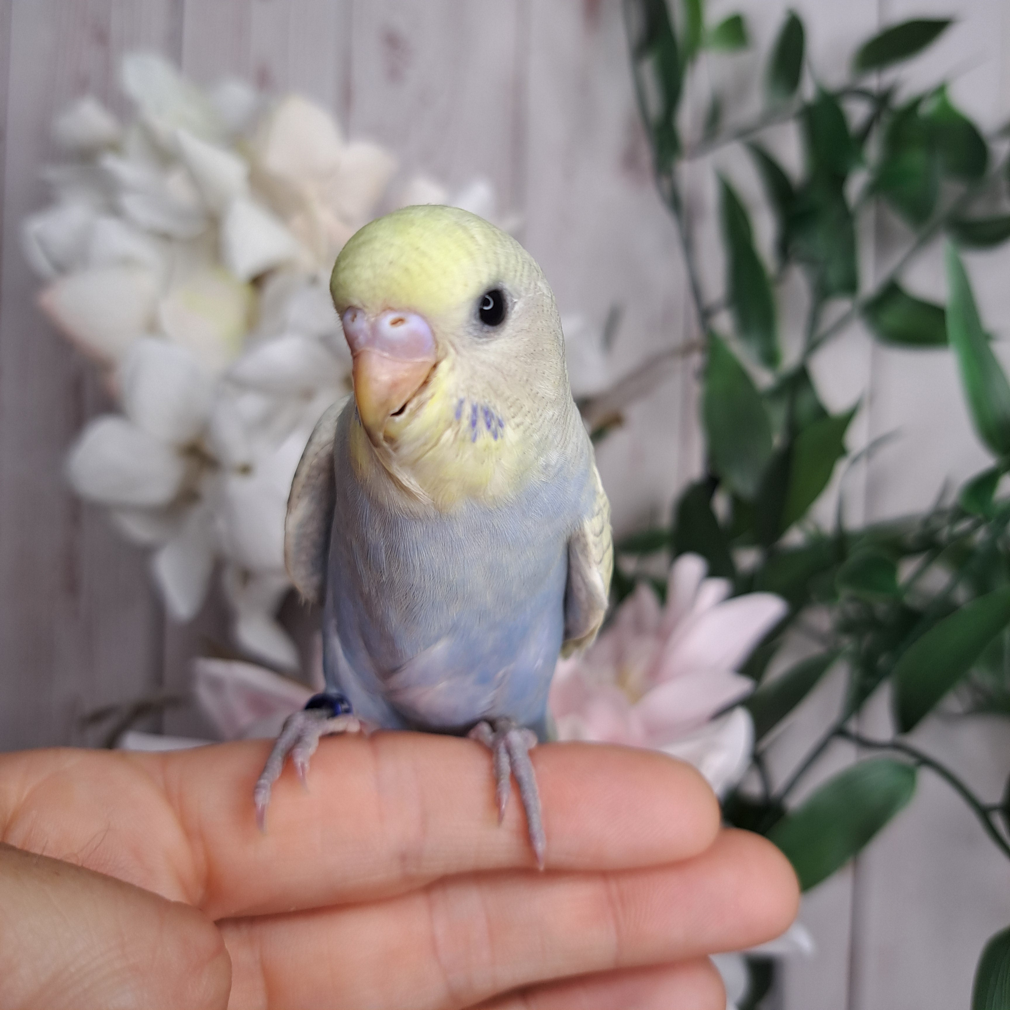 Budgie- Ring ID: P2371- Deposit made