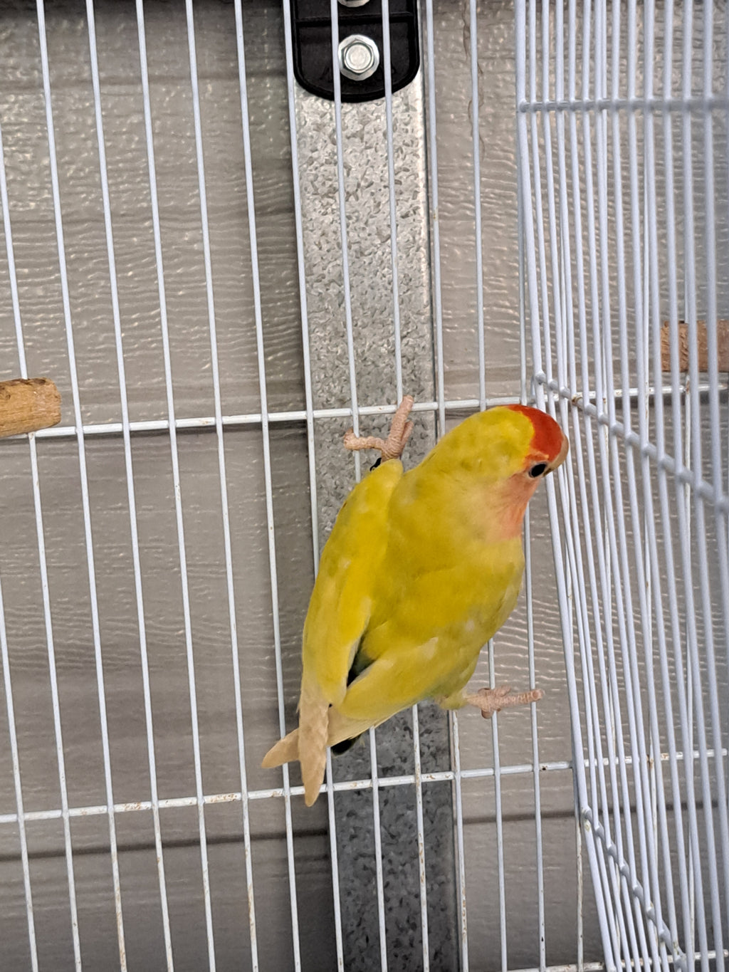 Peachface Lovebird- Ring ID: P1185