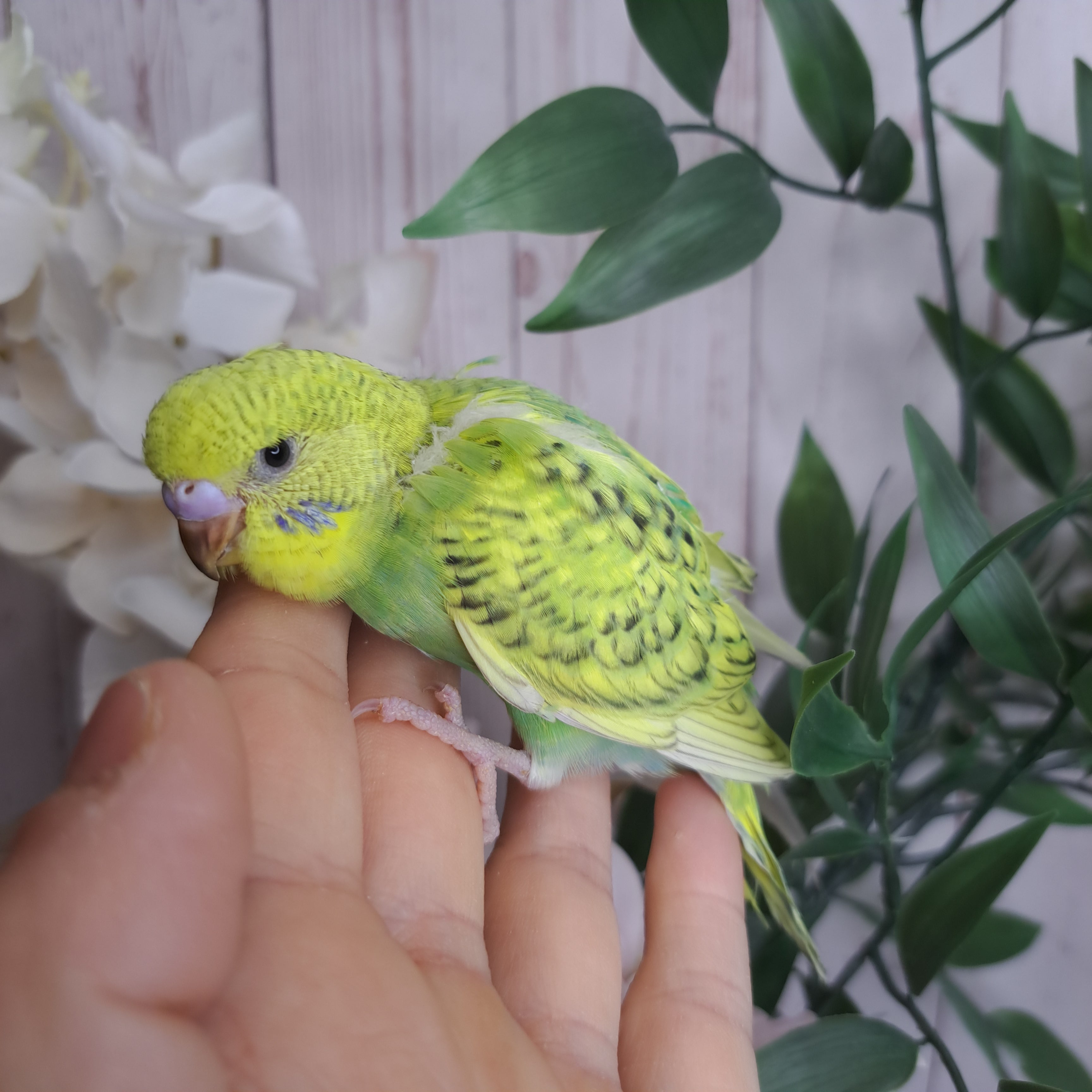 Budgie- Ring ID: Z2756