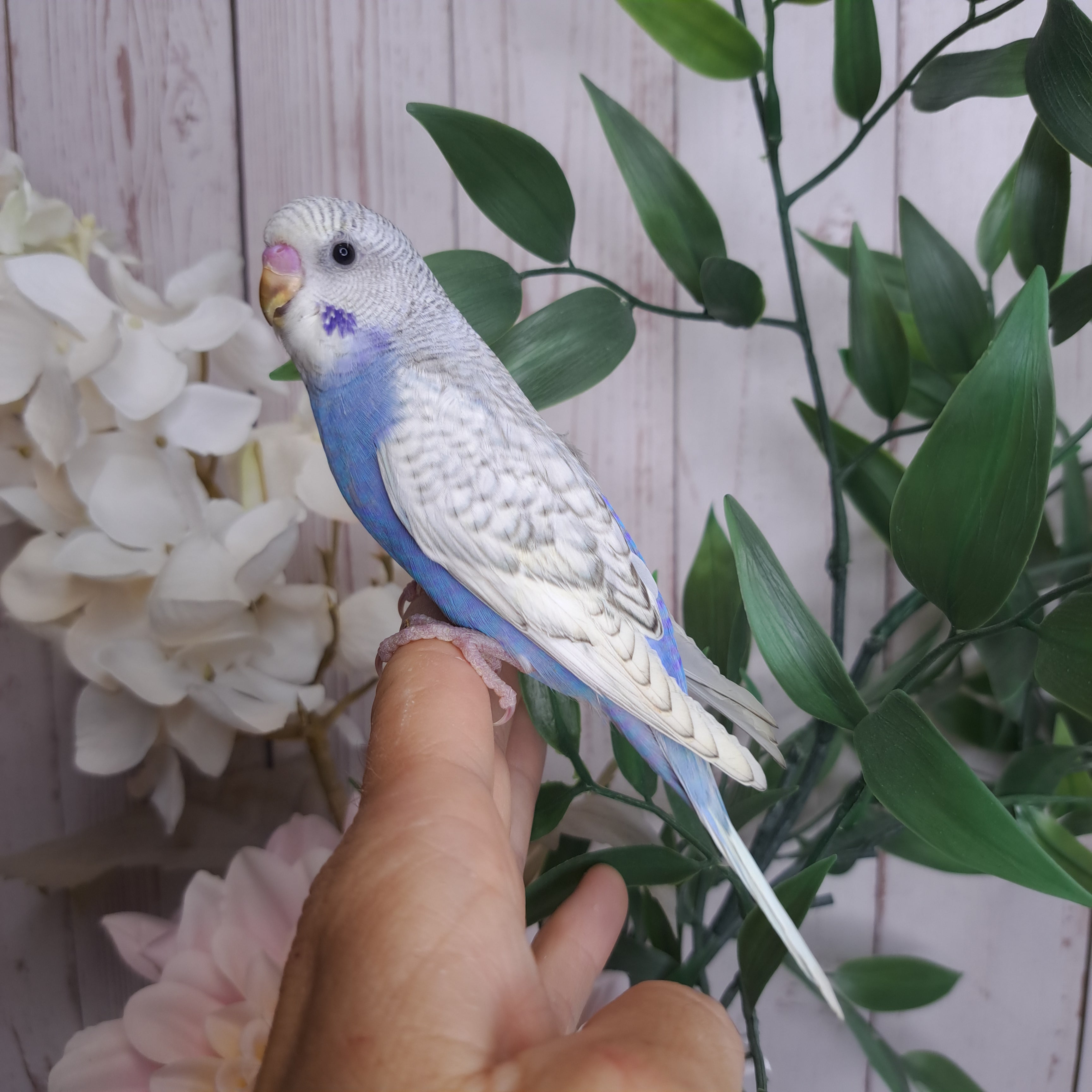 Budgie- Ring ID: X7765- DEPOSIT TAKEN