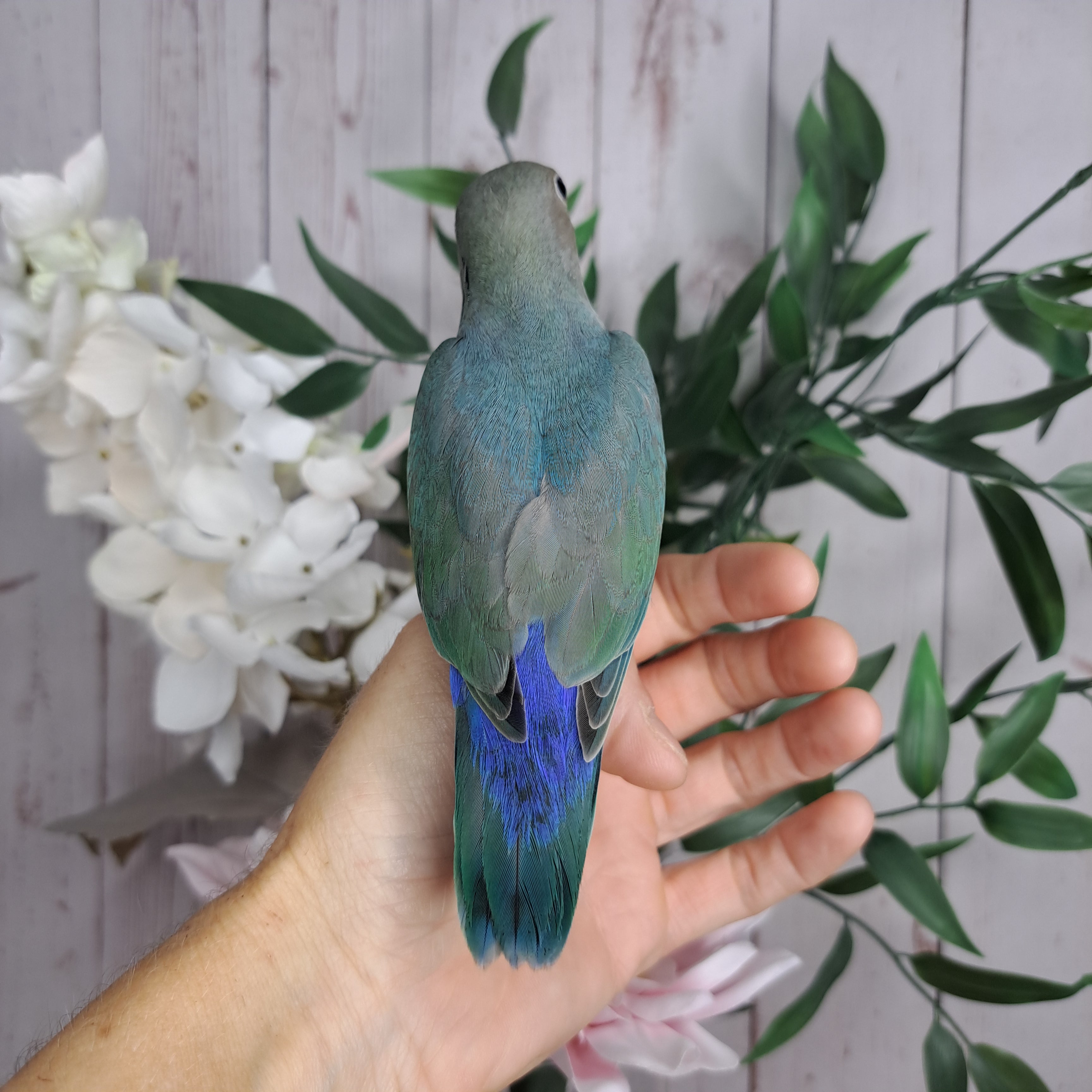 Lovebird- Ring ID: N7128