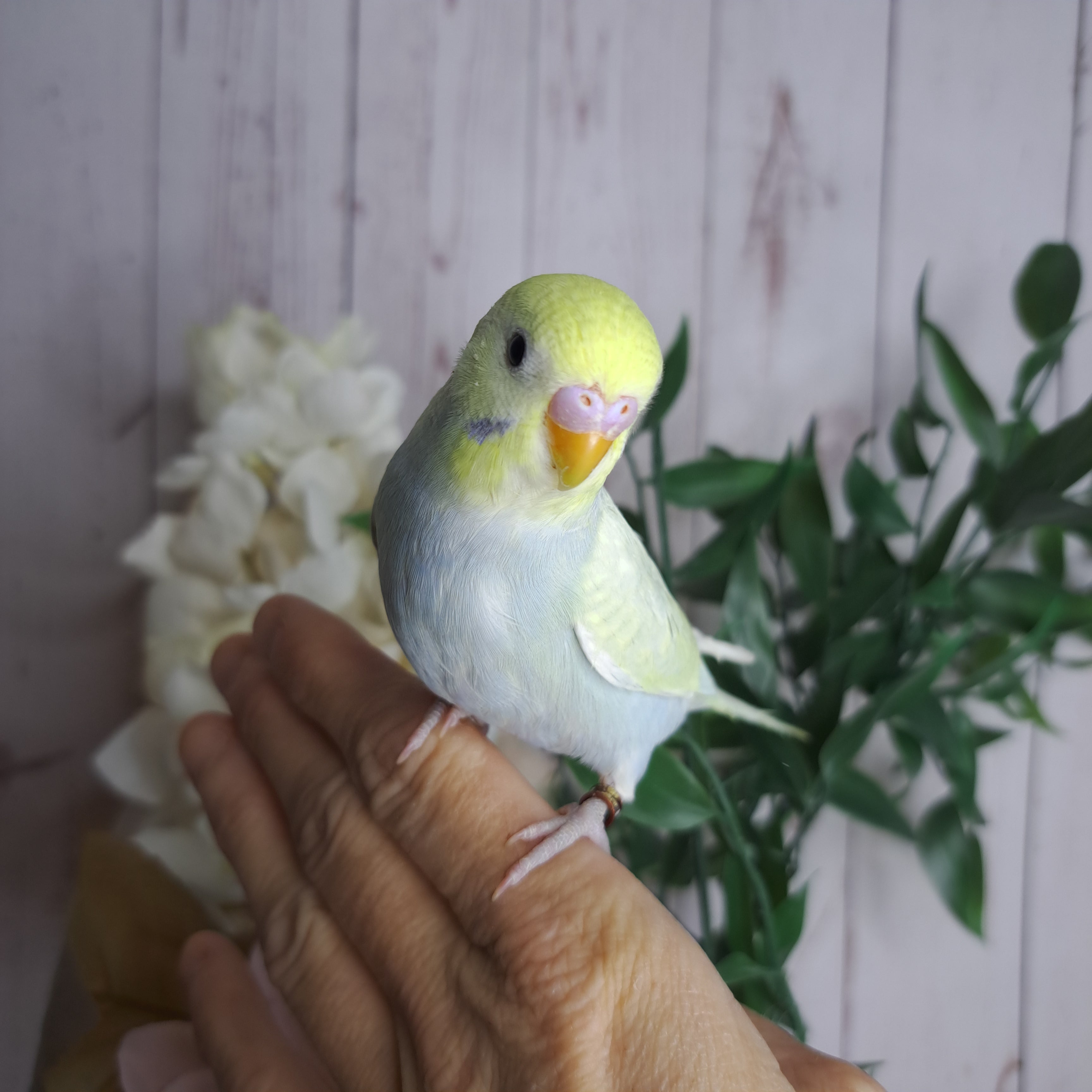 Budgie- Ring ID: N2503