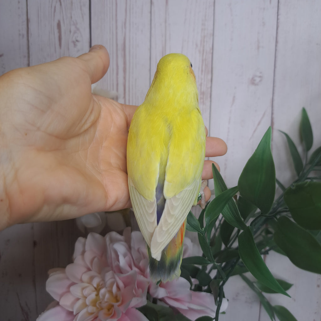 Lovebird- Ring ID: E1192