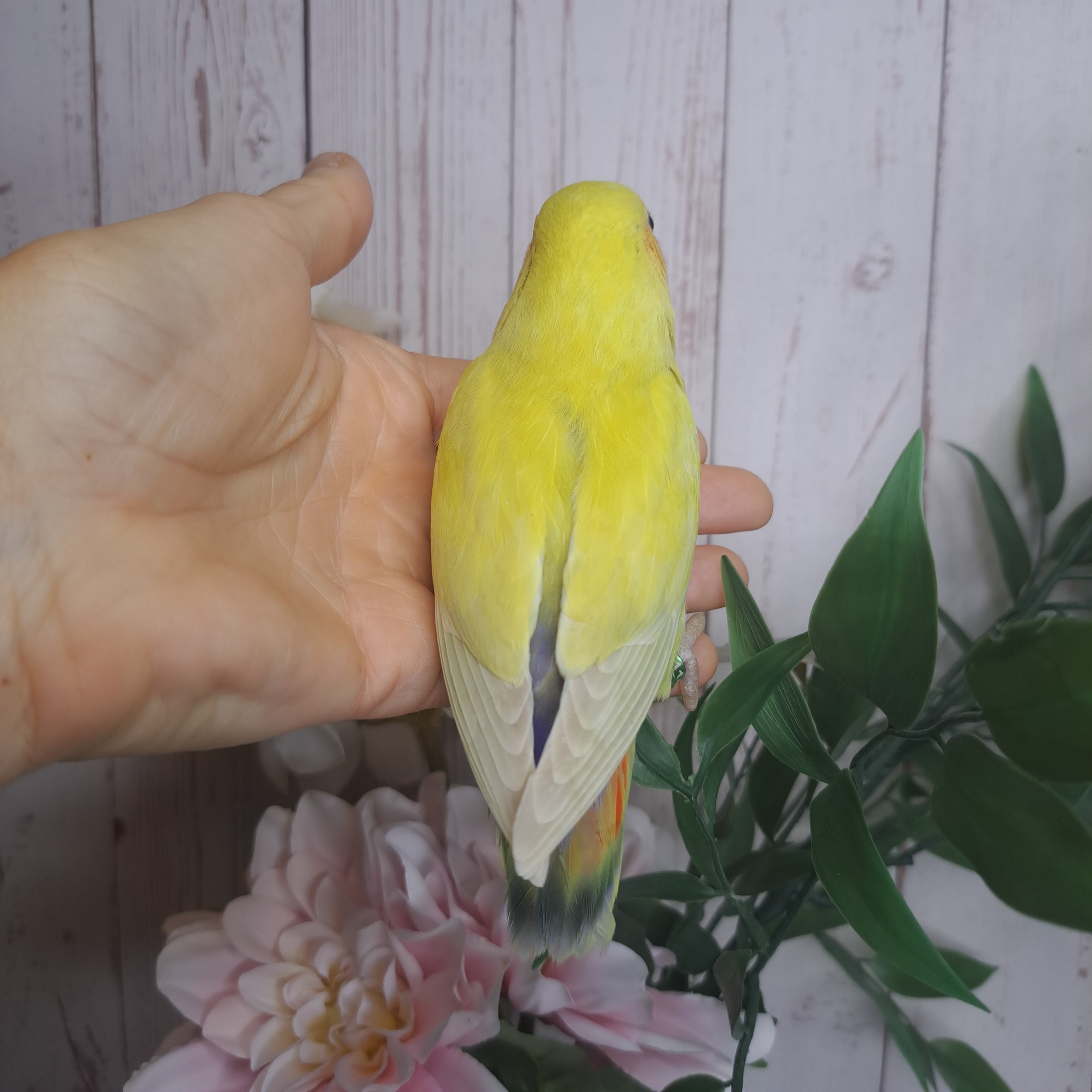 Lovebird- Ring ID: E1192