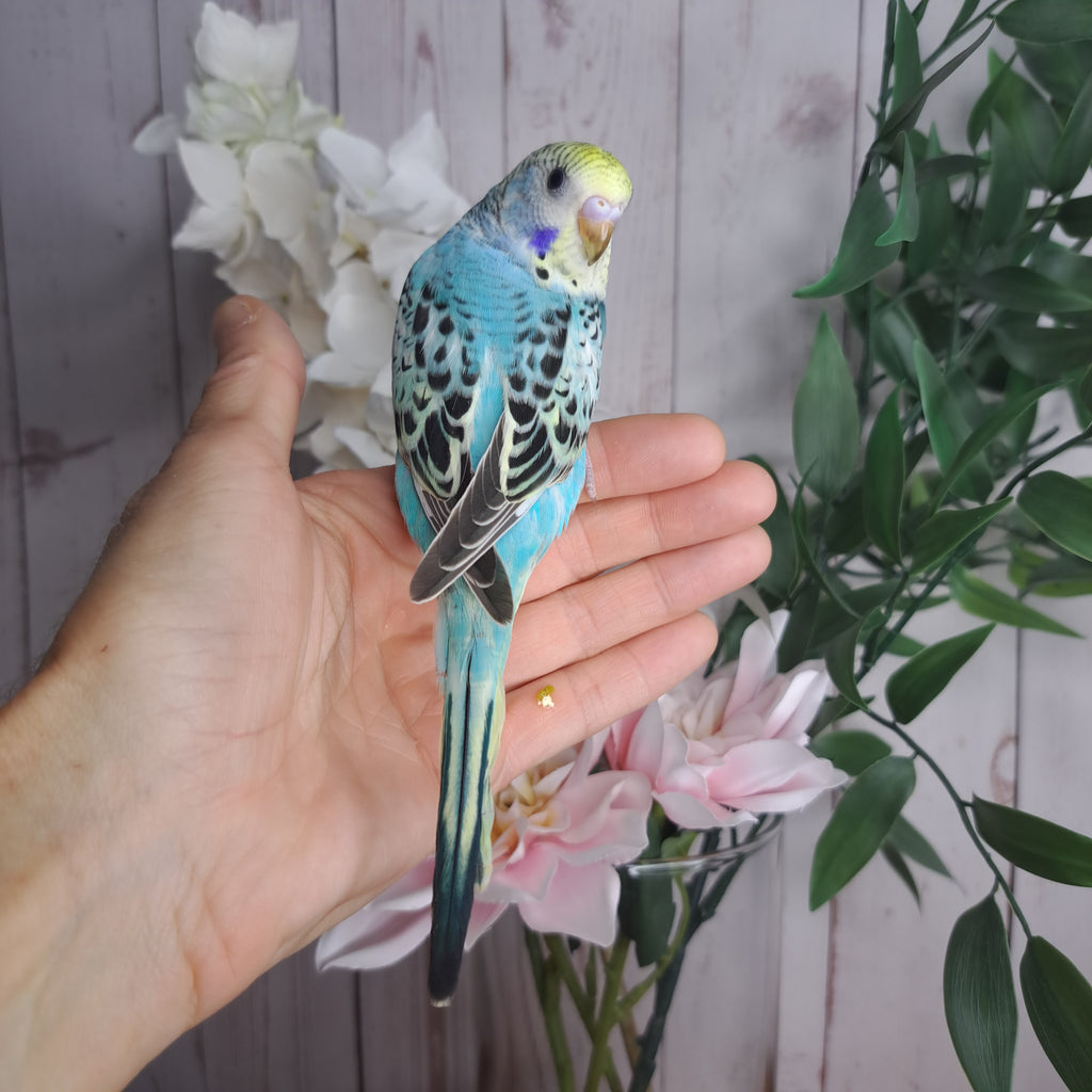 Budgie- Ring ID: Q6938