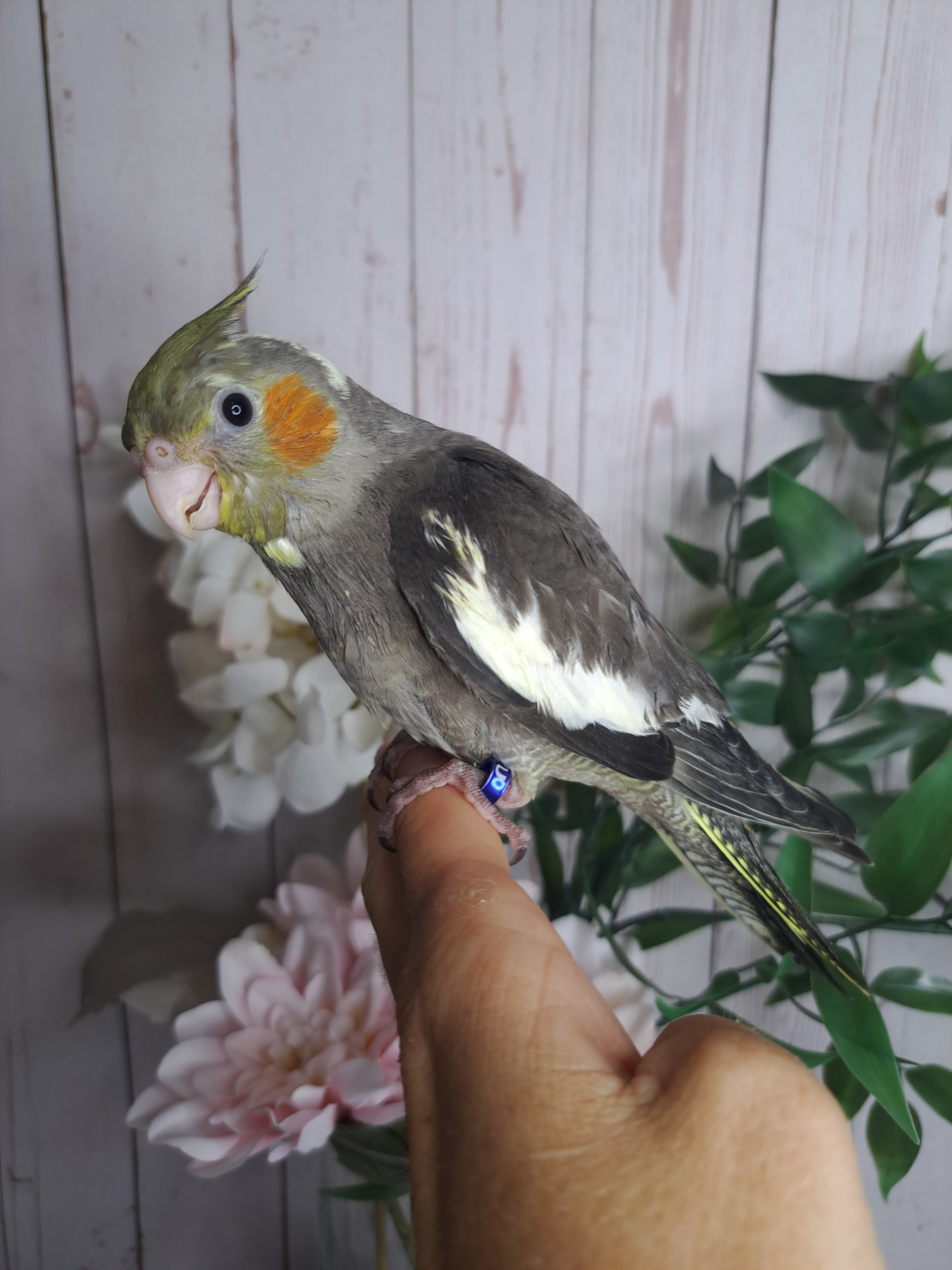Cockatiel- Ring ID: 3785U- DEPOSIT TAKEN