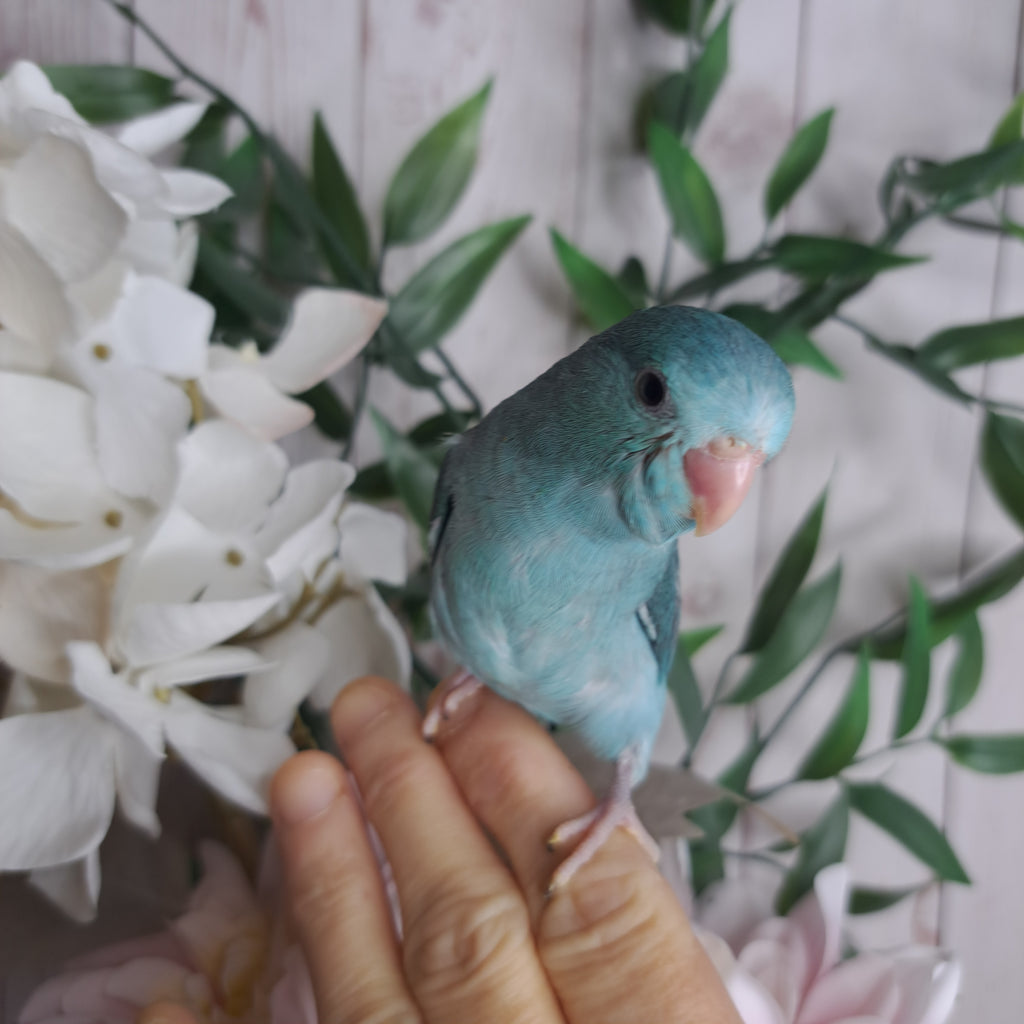 Parrotlet- Ring ID: Z5031